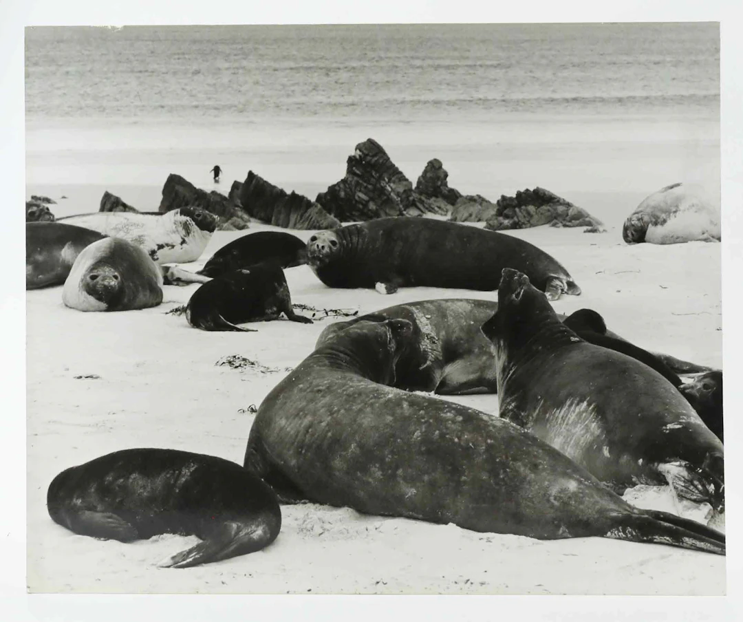 SVEN GILLSÄTER (1921-2001). Fotografi, Sjöelefanter, 1970-tal.