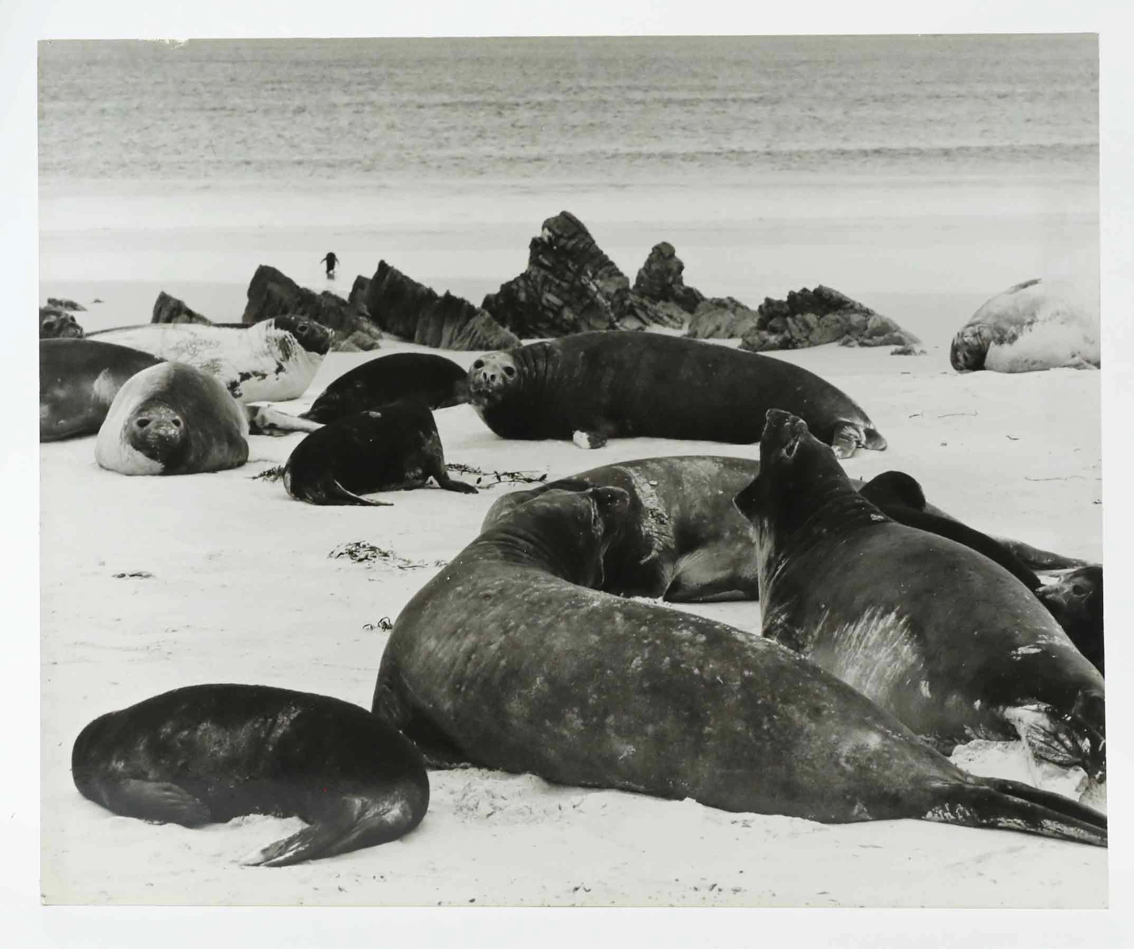 SVEN GILLSÄTER (1921-2001). Fotografi, Sjöelefanter, 1970-tal.