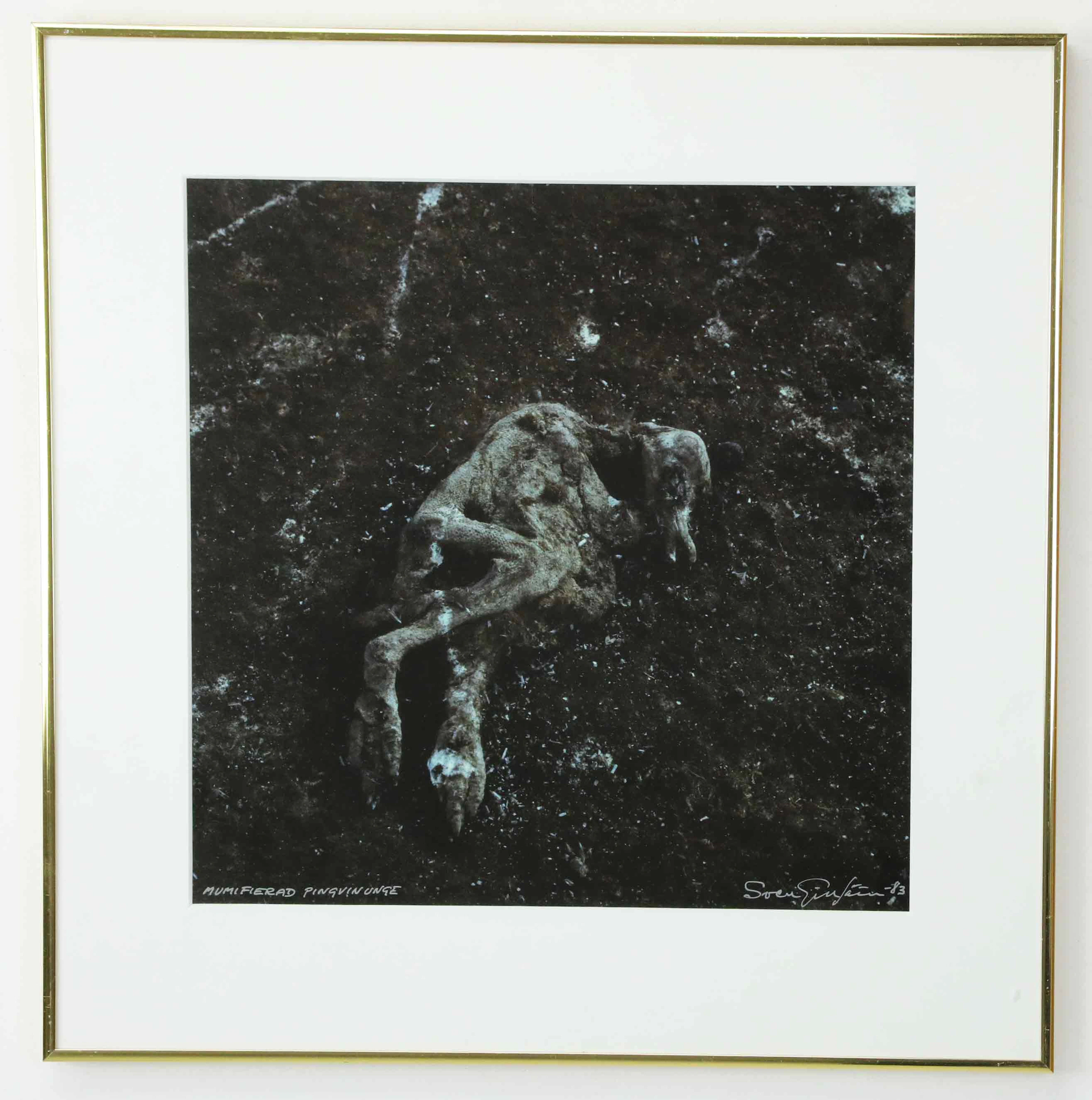 SVEN GILLSÄTER (1921–2001). fotografi, "Mumifierad pingvinunge", signerad