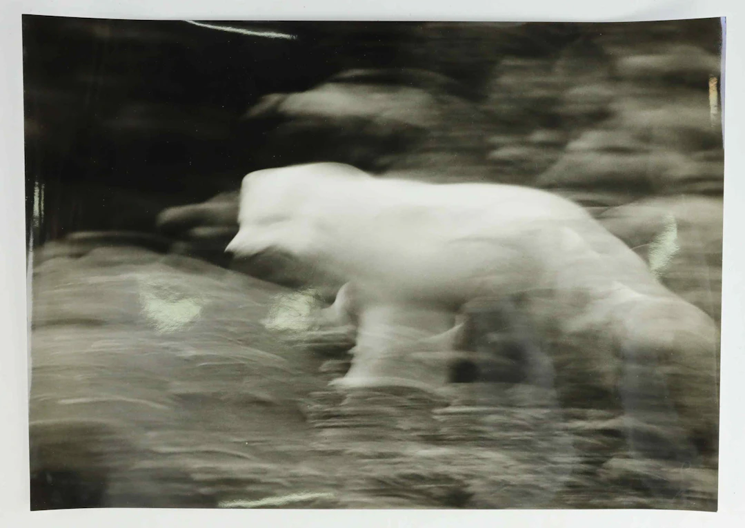 SVEN GILLSÄTER (1921-2001). Fotografi, Fjällräv, 1900-talets andra hälft.