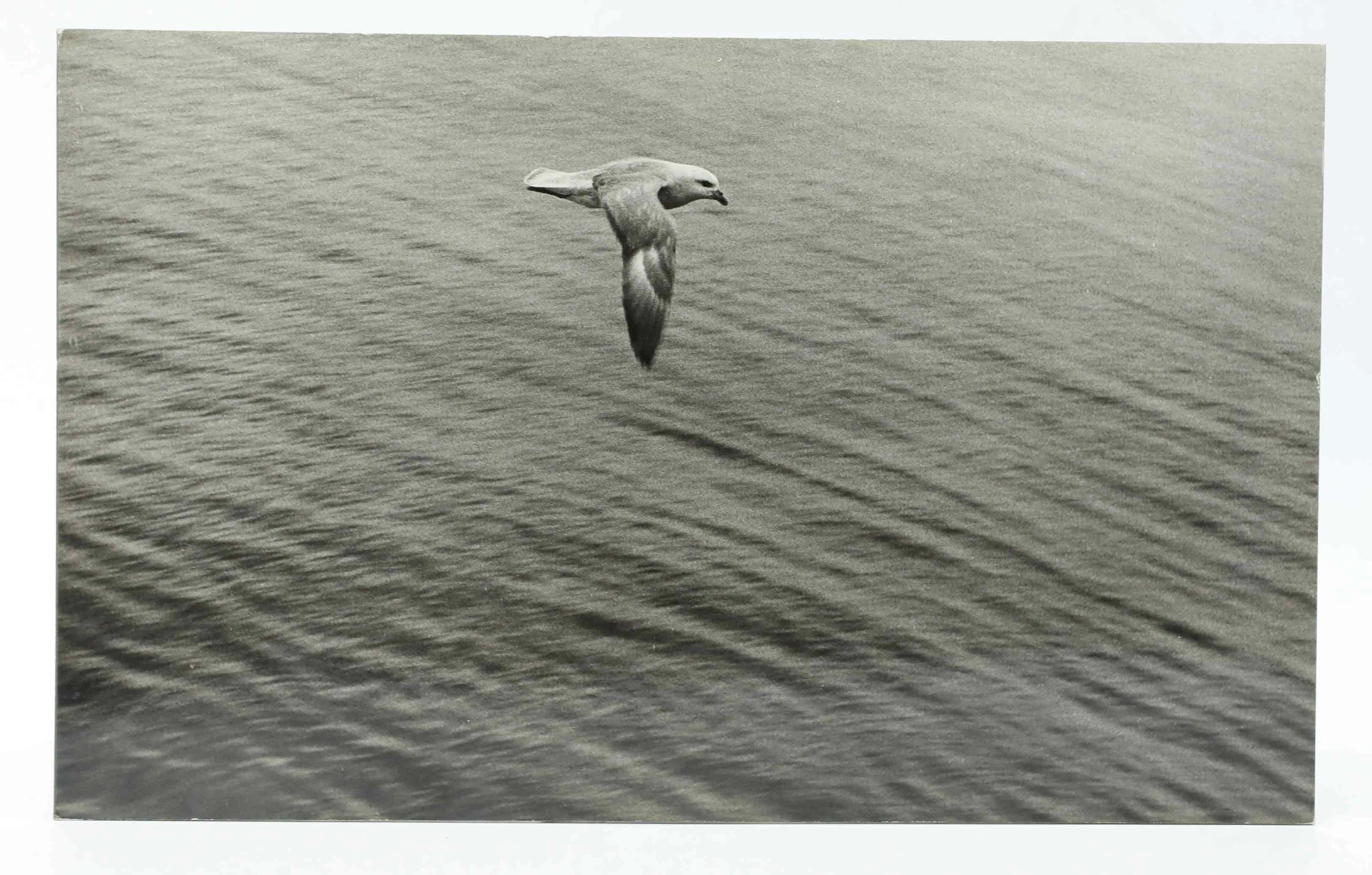 SVEN GILLSÄTER (1921-2001). Fotografi, Stormfågel, 1900-talets andra hälft.