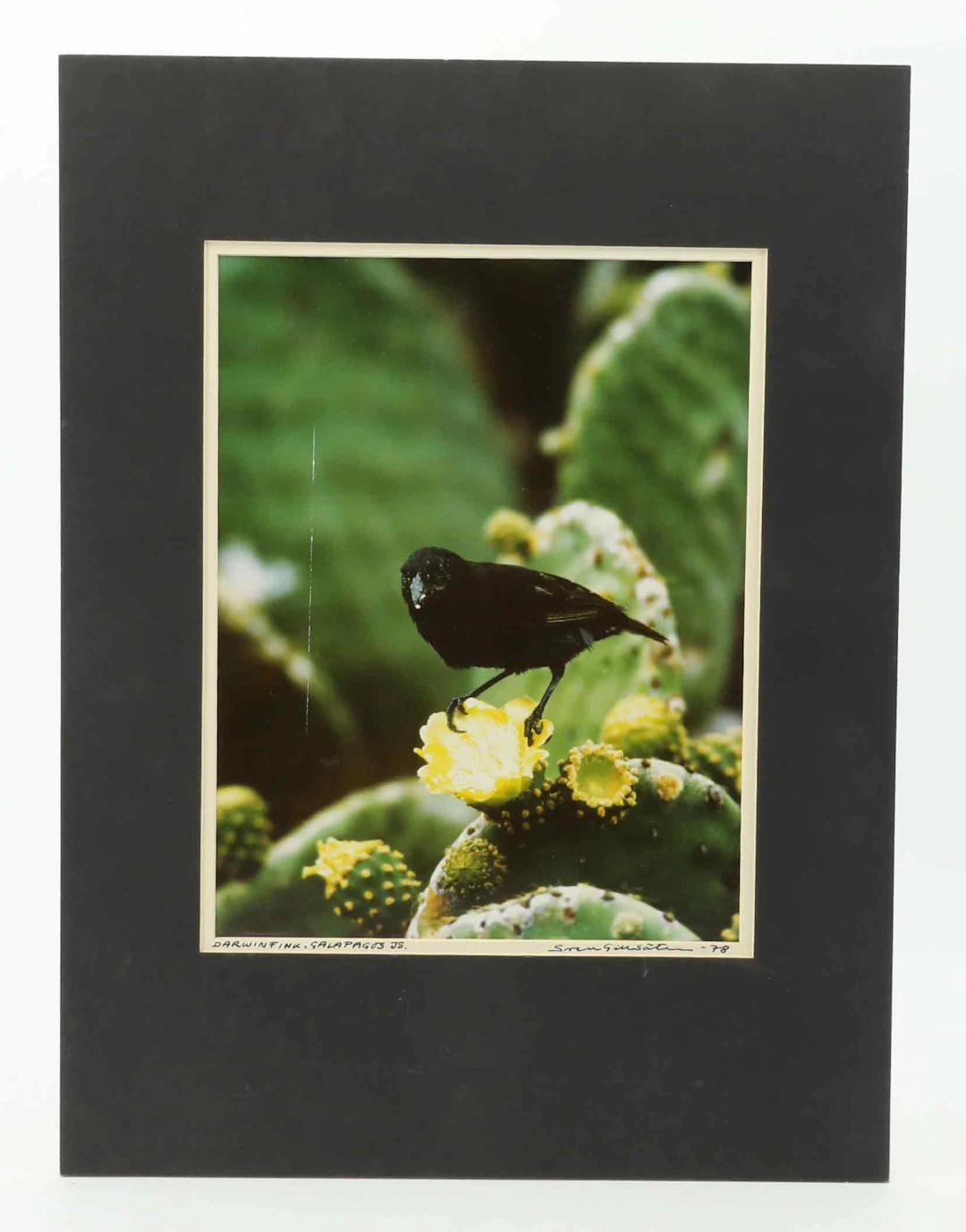 SVEN GILLSÄTER (1921-2001). Fotografi, "Darwinfink, Galapagos Islands