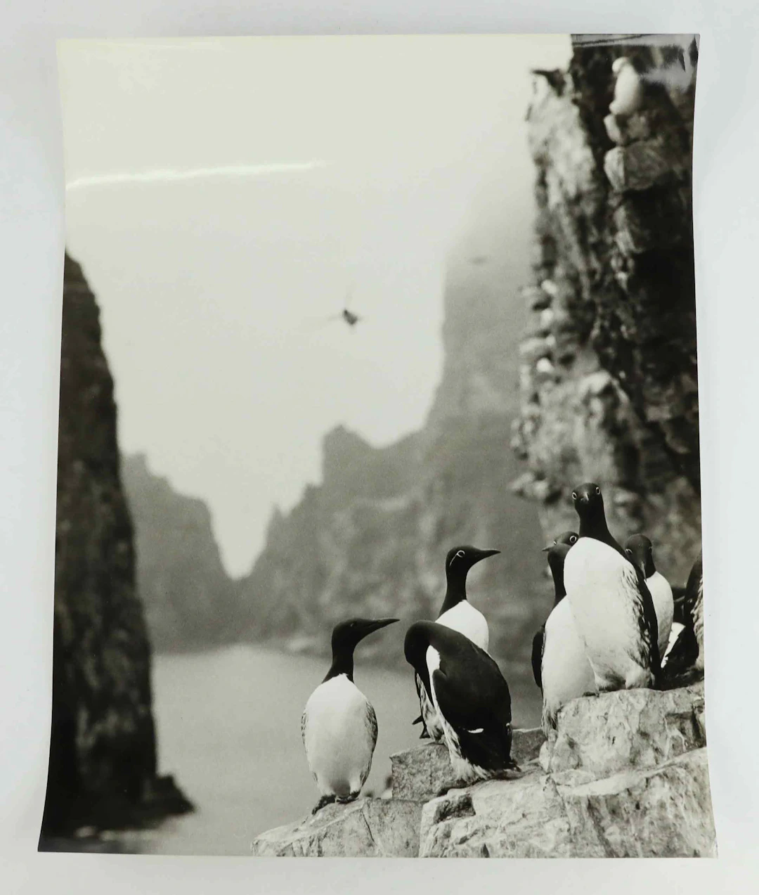 SVEN GILLSÄTER (1921-2001). Fotografi, Spetsbergsgrisslor, 1970-tal.