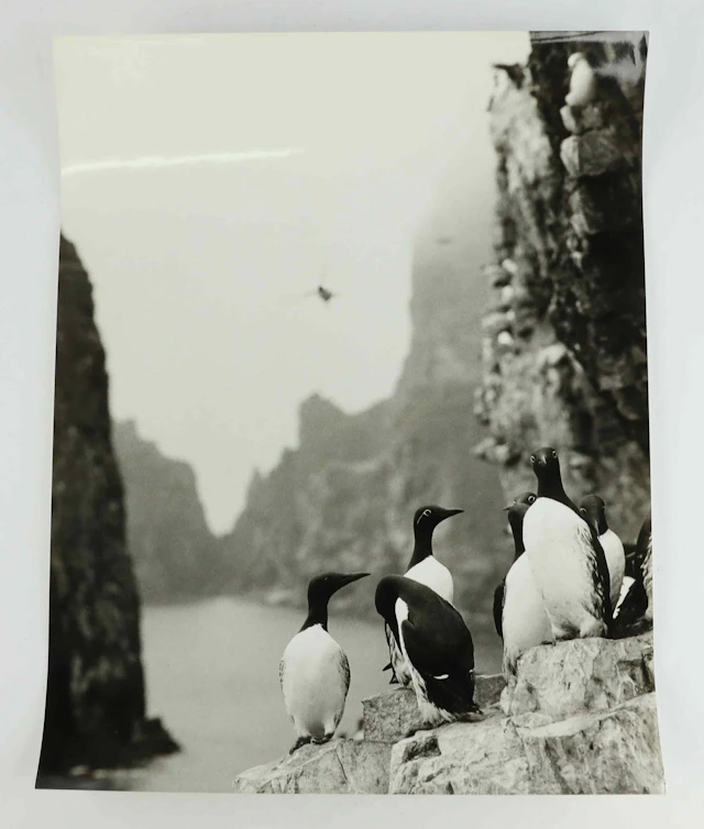 SVEN GILLSÄTER (1921-2001). Fotografi, Spetsbergsgrisslor, 1970-tal.