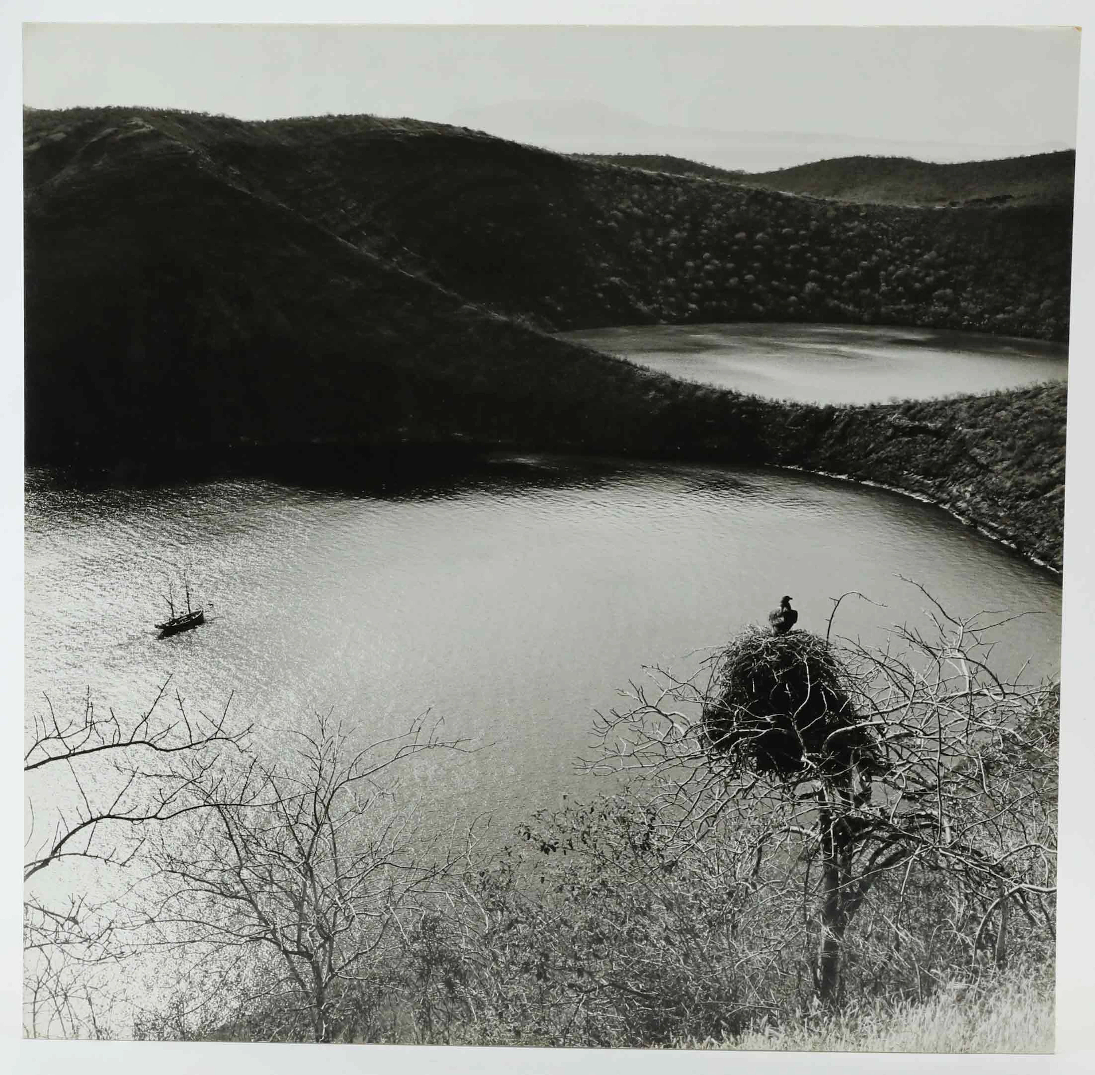SVEN GILLSÄTER (1921-2001). Fotografi, Rovfågel i bo, 1900-talets mitt.