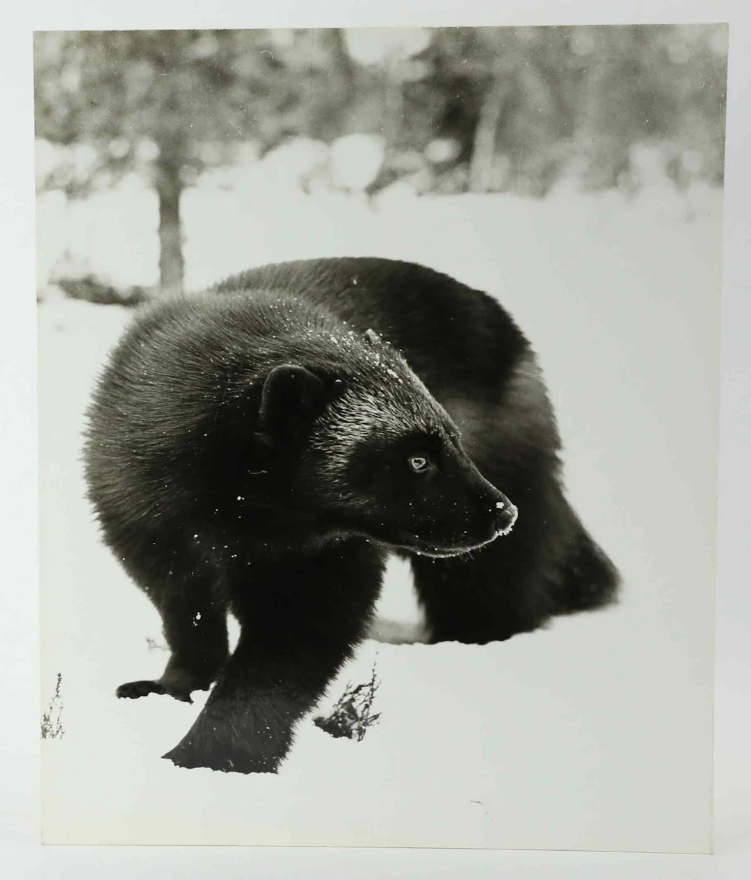 SVEN GILLSÄTER (1921-2001). Fotografi, Järv i vinterlandskap, 1900-talets mitt.