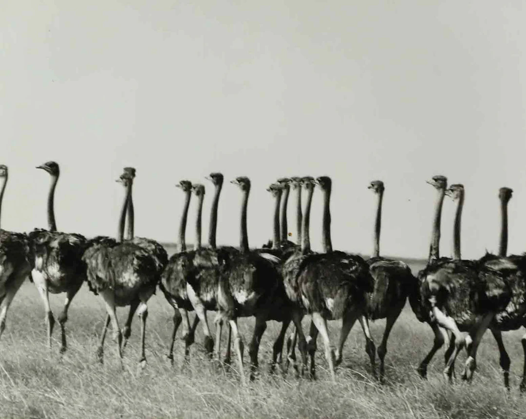 SVEN GILLSÄTER (1921–2001). fotografi, East Africa, 1900-talets mitt.