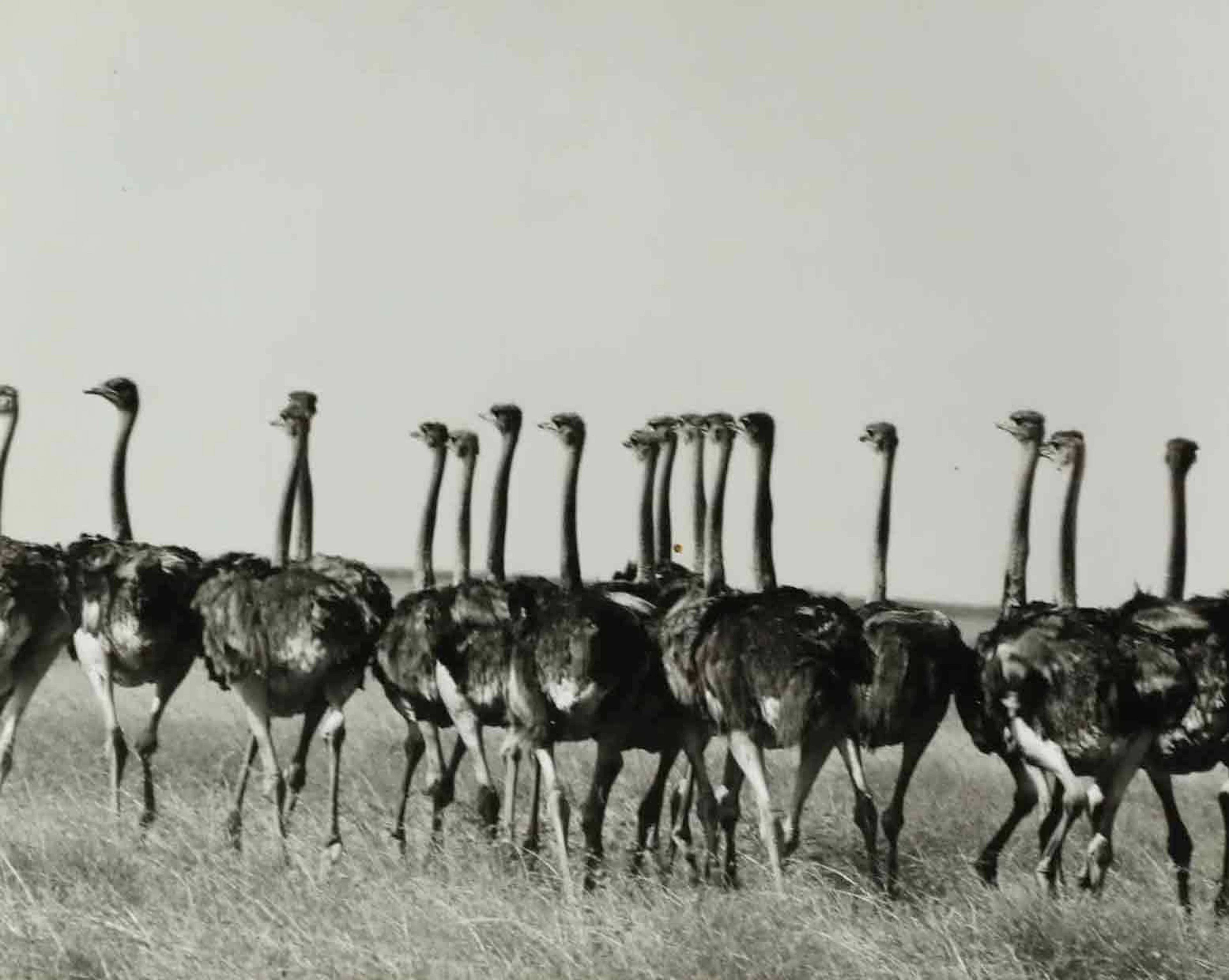 SVEN GILLSÄTER (1921–2001). fotografi, East Africa, 1900-talets mitt.