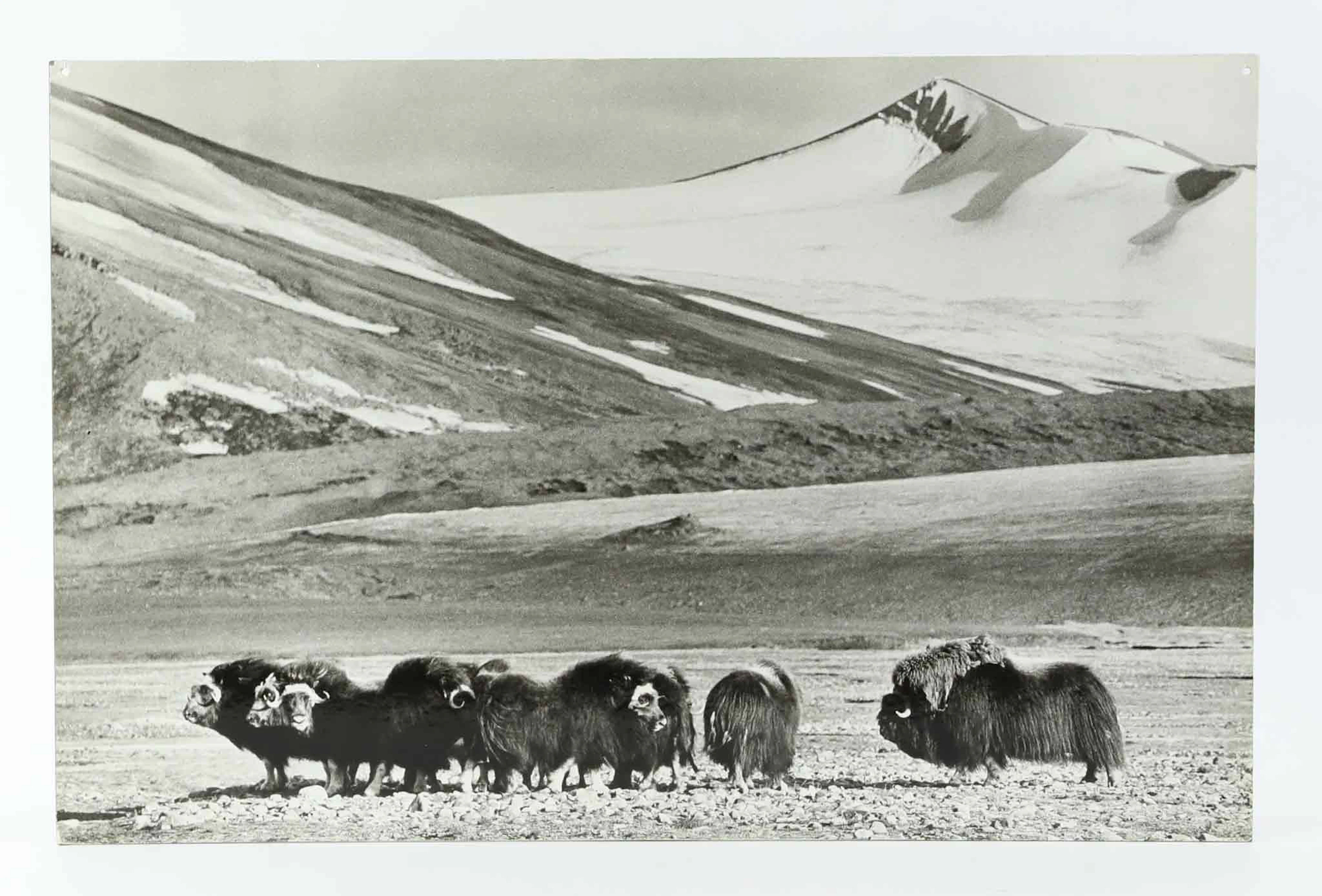 SVEN GILLSÄTER. FOTOGRAFI, Myskoxar i fjällandskap, 1900-tal.