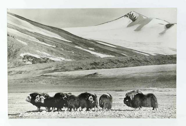 SVEN GILLSÄTER. FOTOGRAFI, Myskoxar i fjällandskap, 1900-tal.