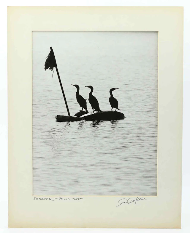 SVEN GILLSÄTER (1921-2001). Fotografi, Skarvar-Stillahavet, signerad, 1970-tal.