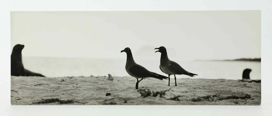 SVEN GILLSÄTER (1921-2001). Fotografi, Fågelpar på strand, signerad