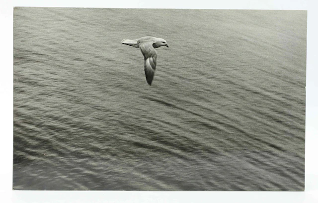 SVEN GILLSÄTER (1921-2001). Fotografi, Stormfågel, 1900-talets andra hälft.
