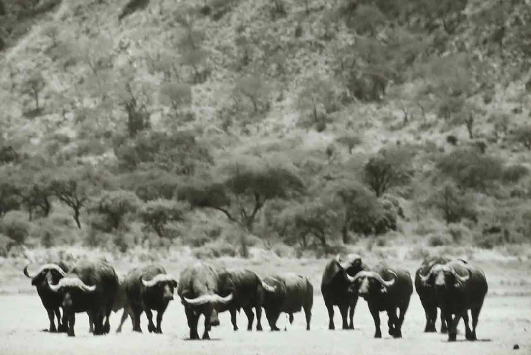 SVEN GILLSÄTER (1921–2001). fotografi, A Herd of African, Buffalos