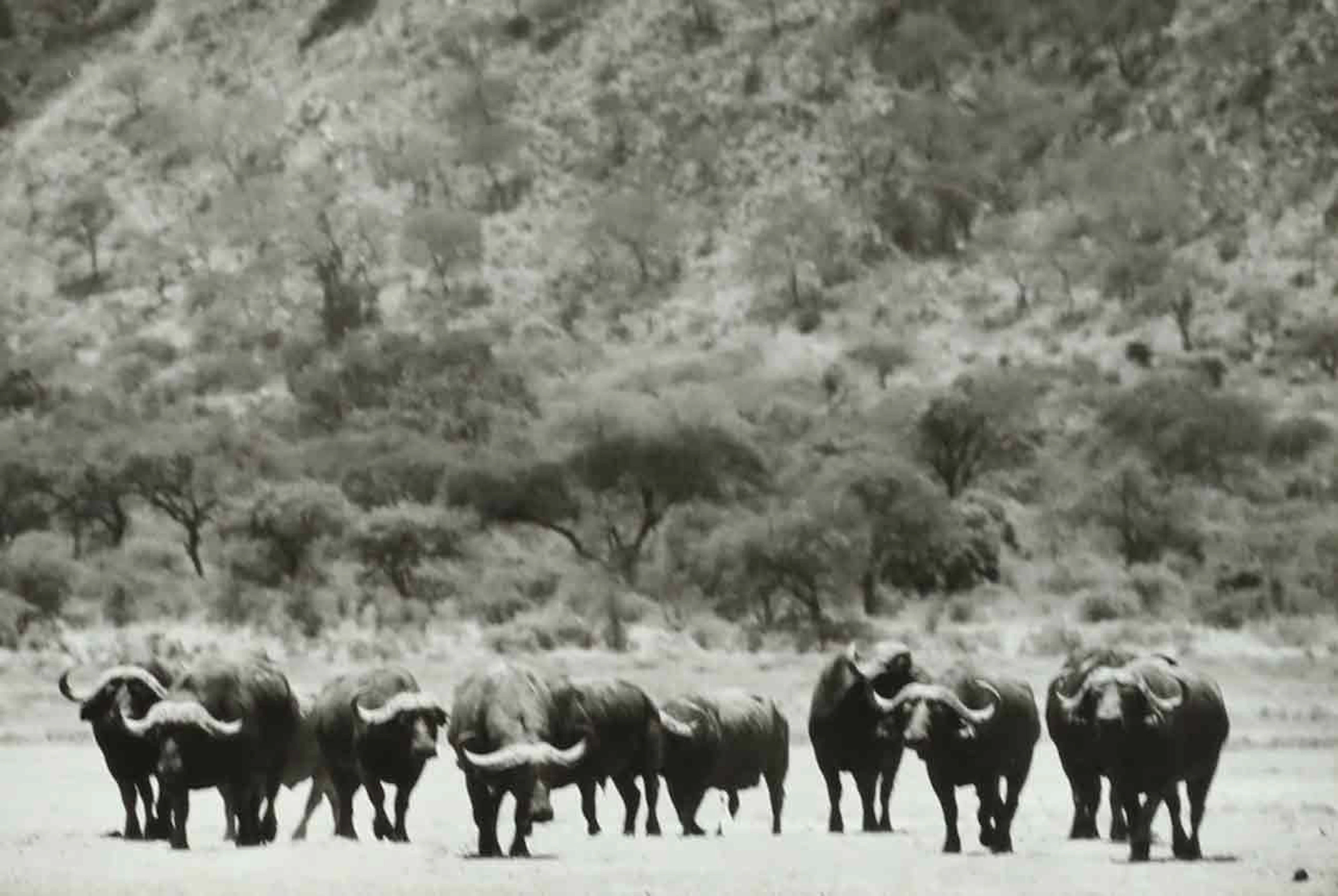 SVEN GILLSÄTER (1921–2001). fotografi, A Herd of African, Buffalos
