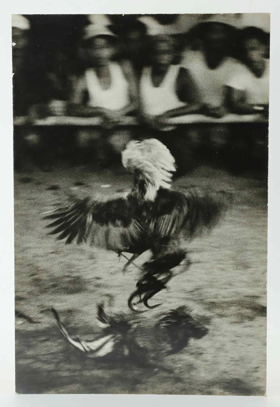 SVEN GILLSÄTER (1921-2001). Fotografi, Tuppfäktning, signerad atergo