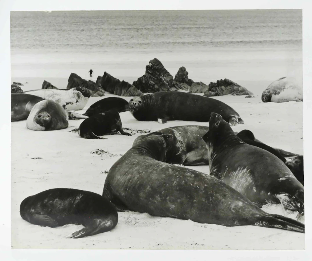 SVEN GILLSÄTER (1921-2001). Fotografi, Sjöelefanter, 1970-tal.
