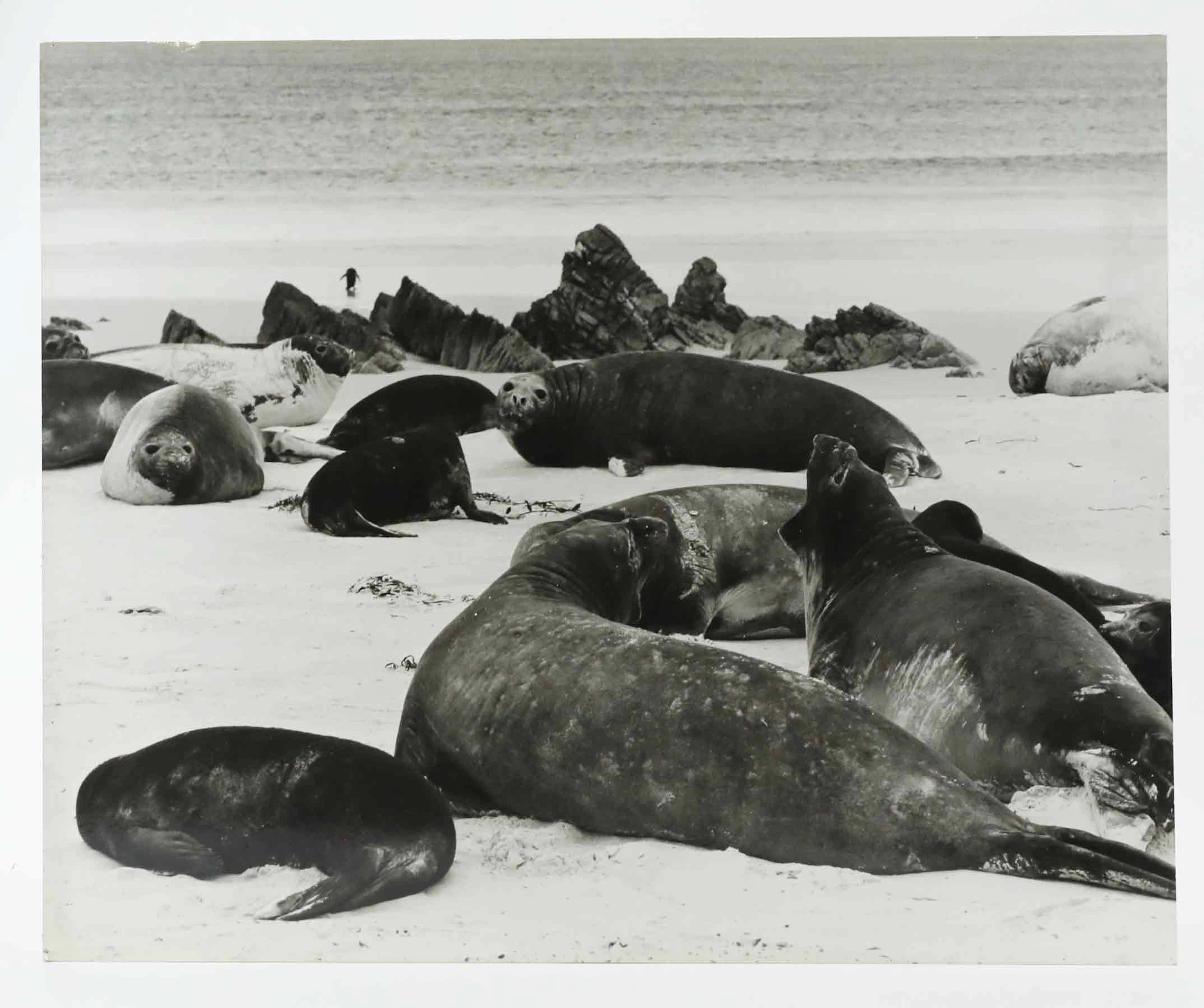 SVEN GILLSÄTER (1921-2001). Fotografi, Sjöelefanter, 1970-tal.