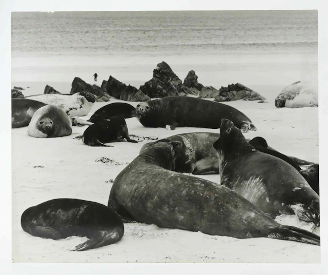 SVEN GILLSÄTER (1921-2001). Fotografi, Sjöelefanter, 1970-tal.