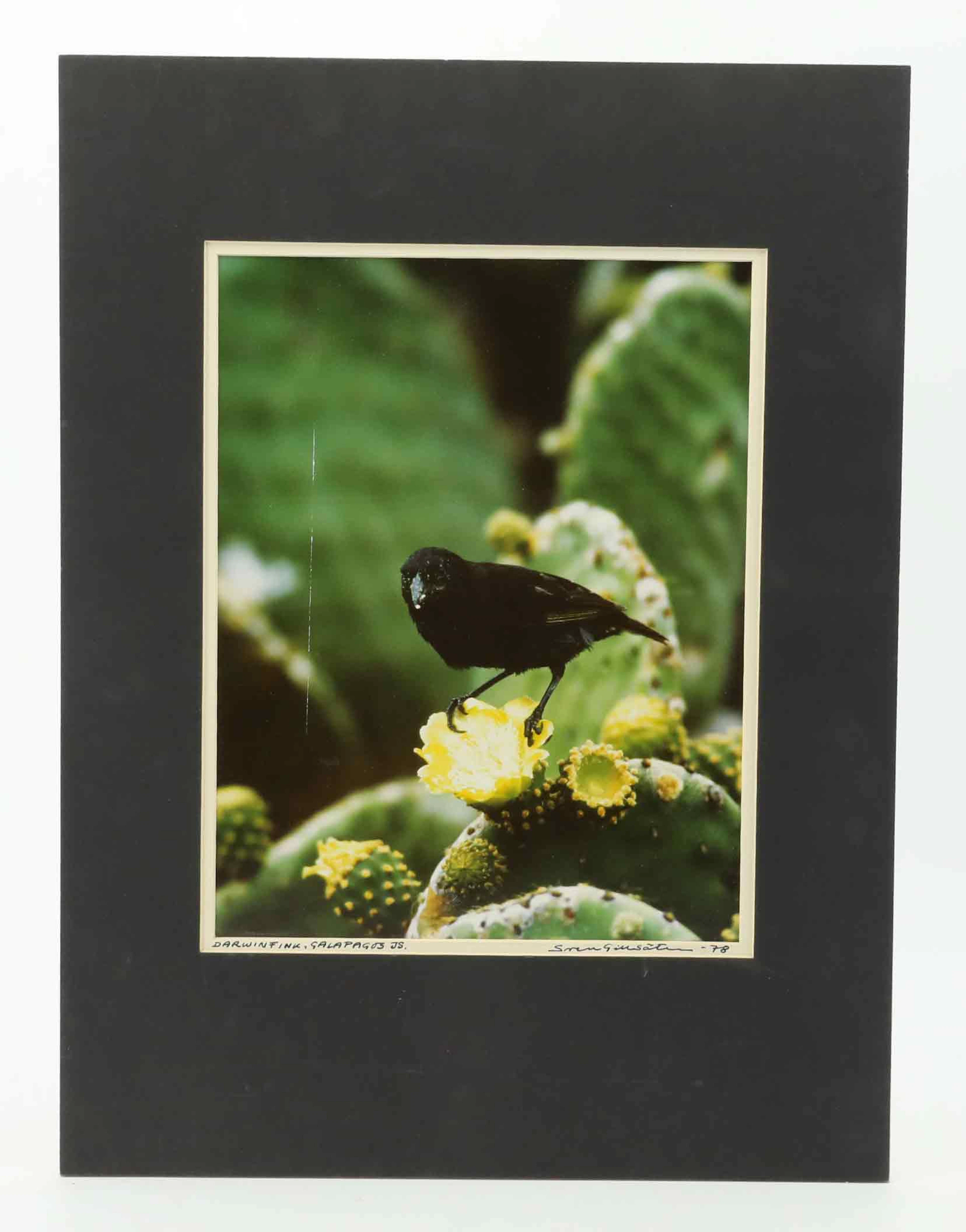 SVEN GILLSÄTER (1921-2001). Fotografi, "Darwinfink, Galapagos Islands