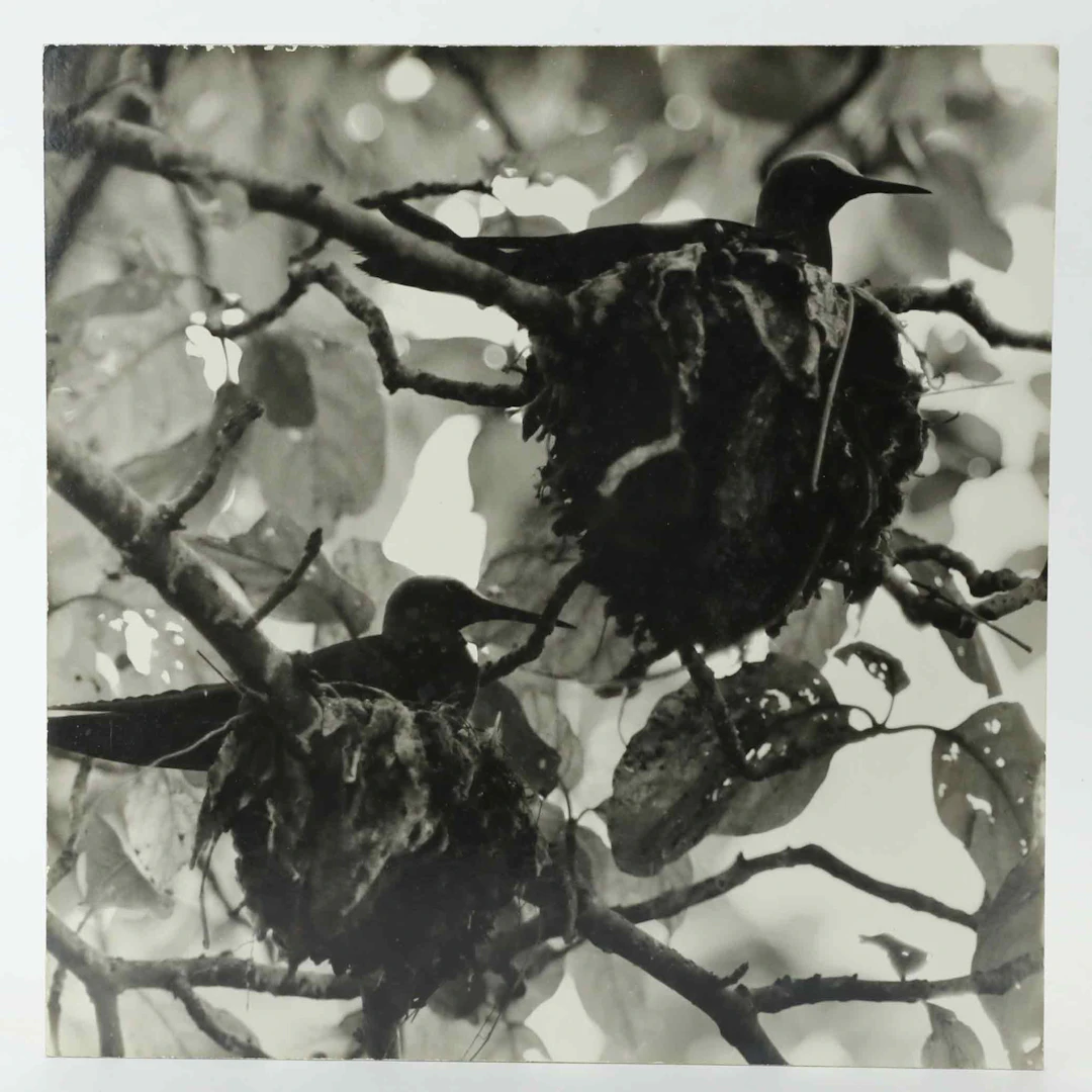SVEN GILLSÄTER (1921-2001). Fotografi, Häckande fåglar i träd, signerad