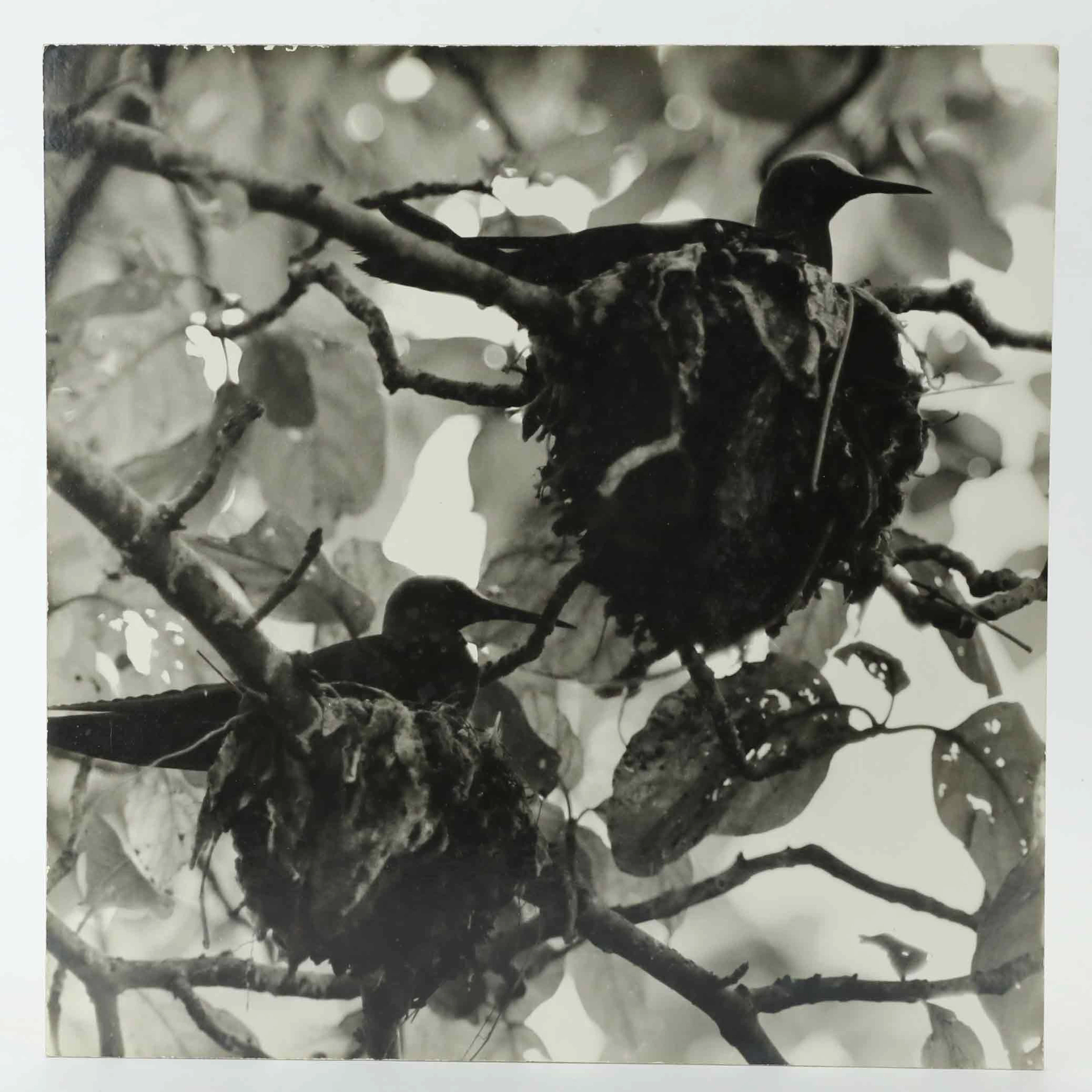 SVEN GILLSÄTER (1921-2001). Fotografi, Häckande fåglar i träd, signerad