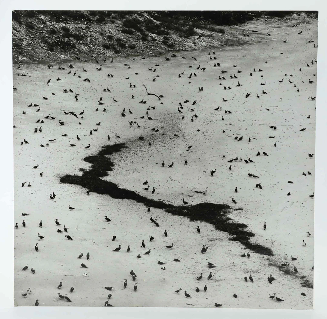 SVEN GILLSÄTER (1921–2001). fotograf, fåglar, signerad a tergo, 1900-talets