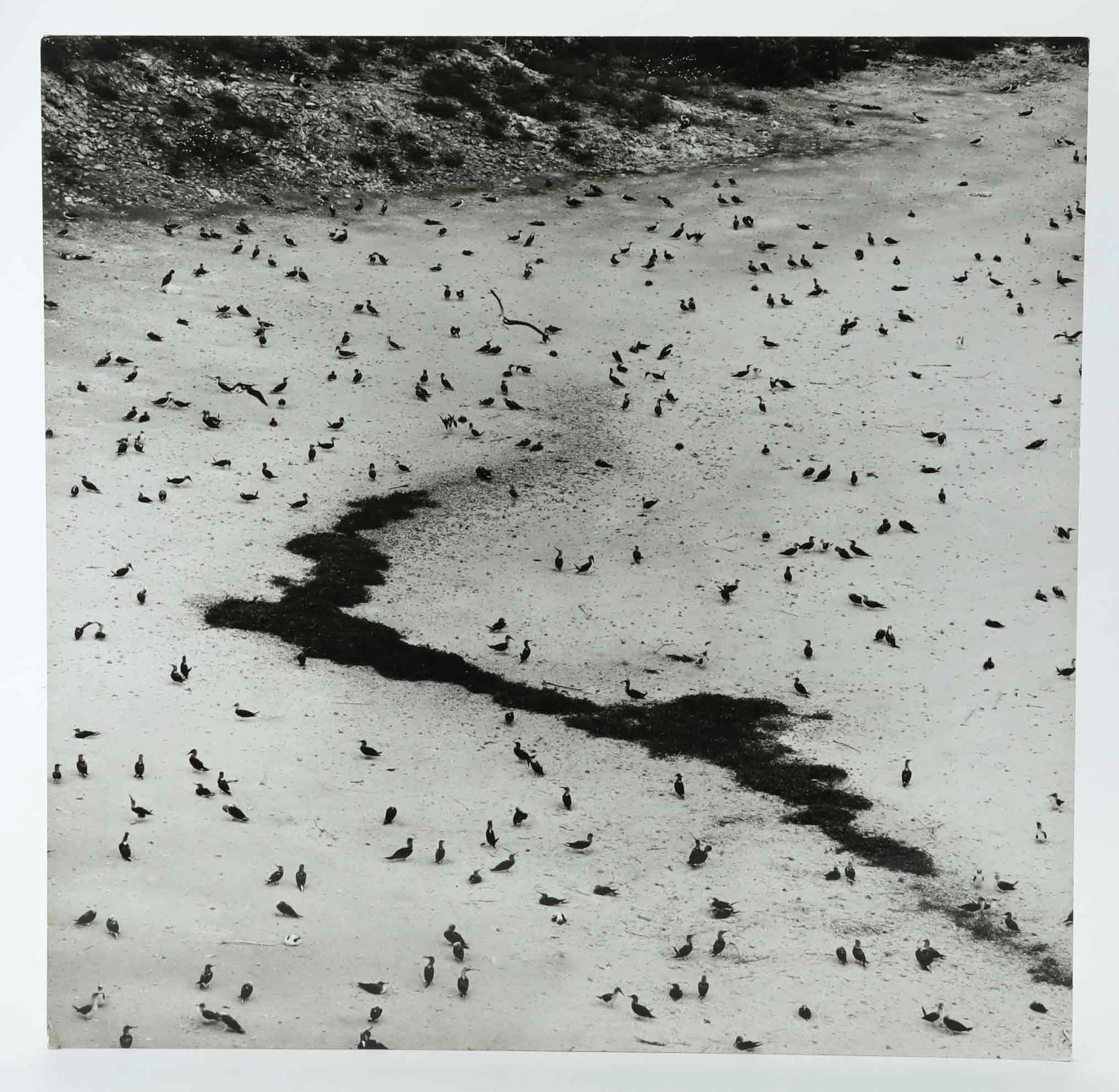 SVEN GILLSÄTER (1921–2001). fotograf, fåglar, signerad a tergo, 1900-talets