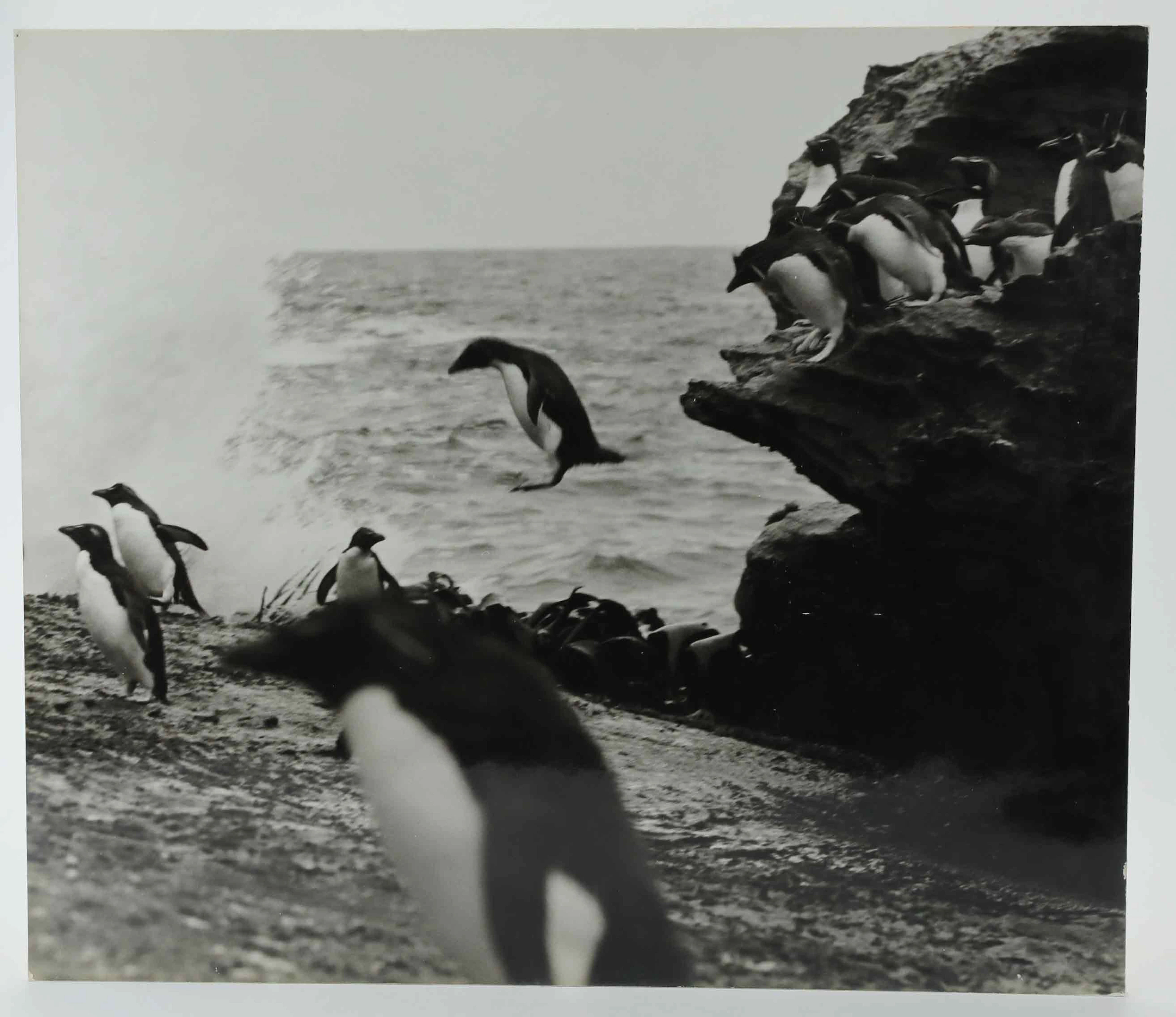 SVEN GILLSÄTER (1921-2001). Fotografi, adéliepingviner, Antarktis, 1960-tal.