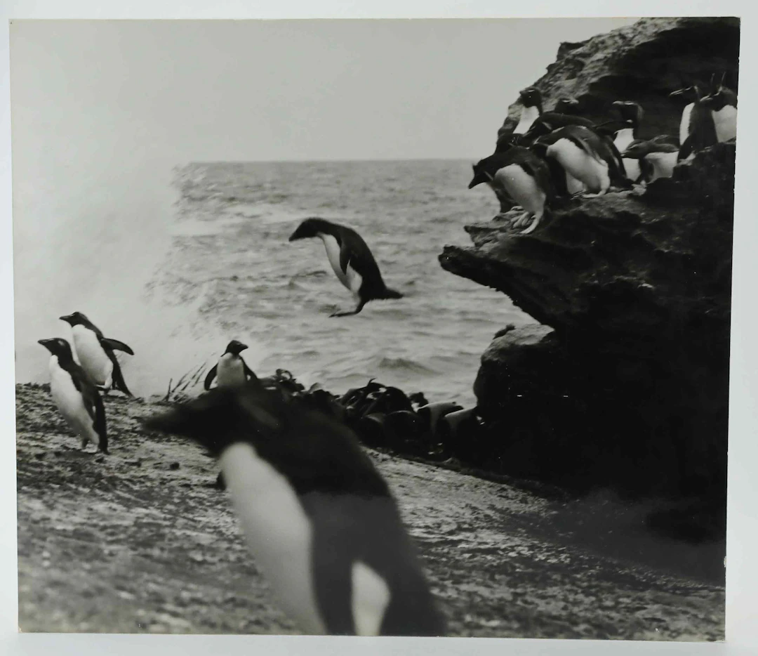 SVEN GILLSÄTER (1921-2001). Fotografi, adéliepingviner, Antarktis, 1960-tal.