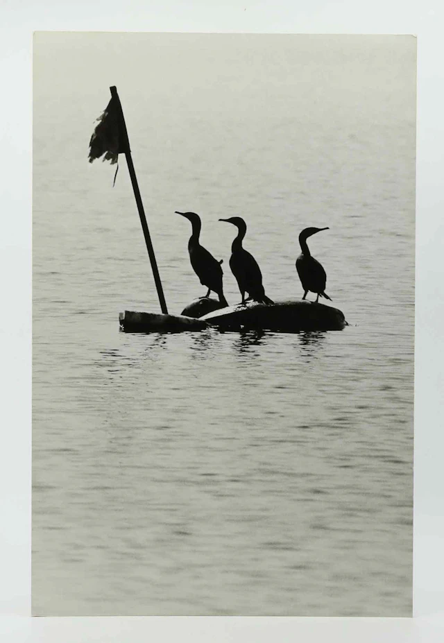 SVEN GILLSÄTER (1921-2001). Fotografi, skarvar, Stillahavet, 1970-tal.