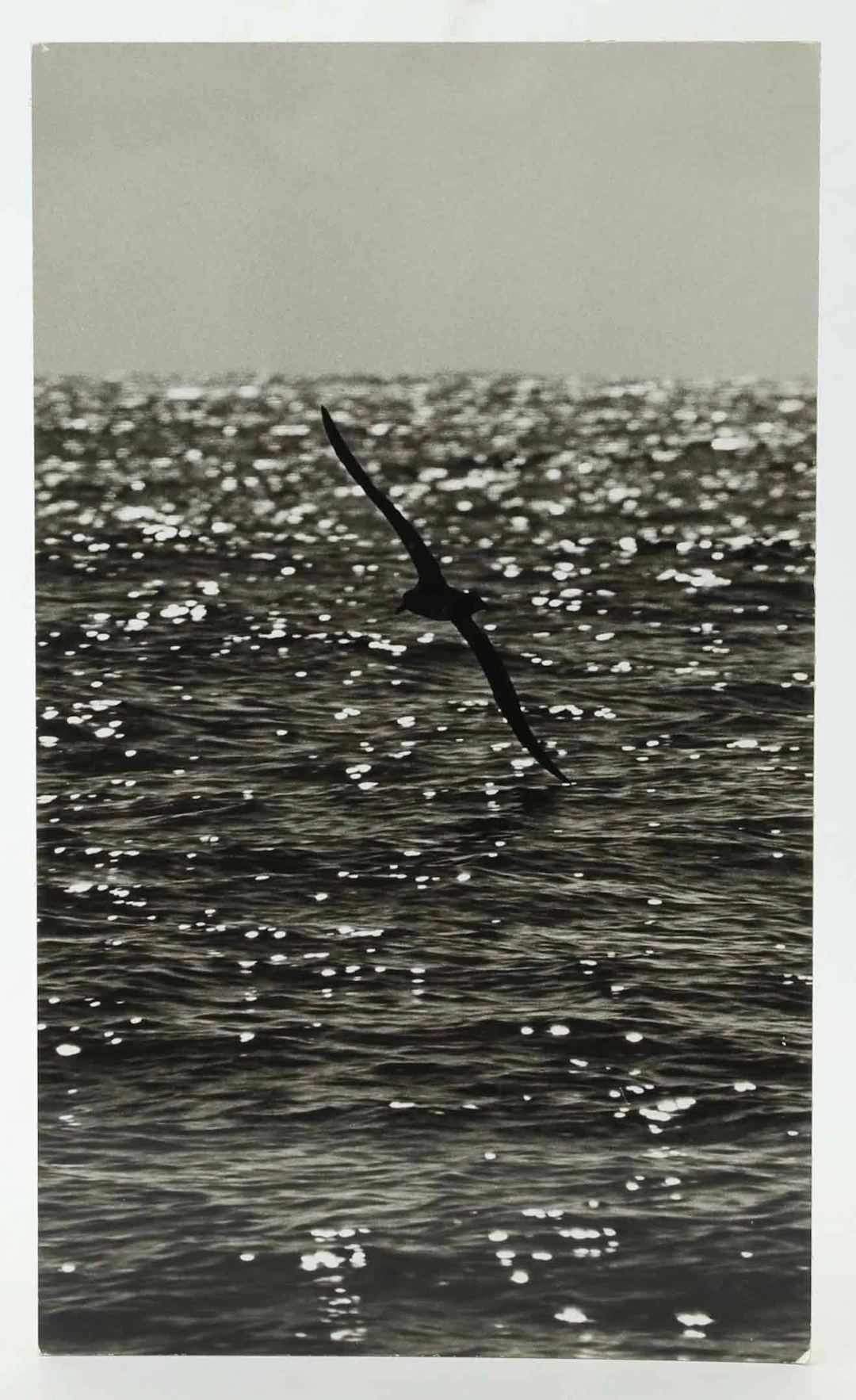 SVEN GILLSÄTER (1921-2001). Fotografi, Fågel som svävar över havet