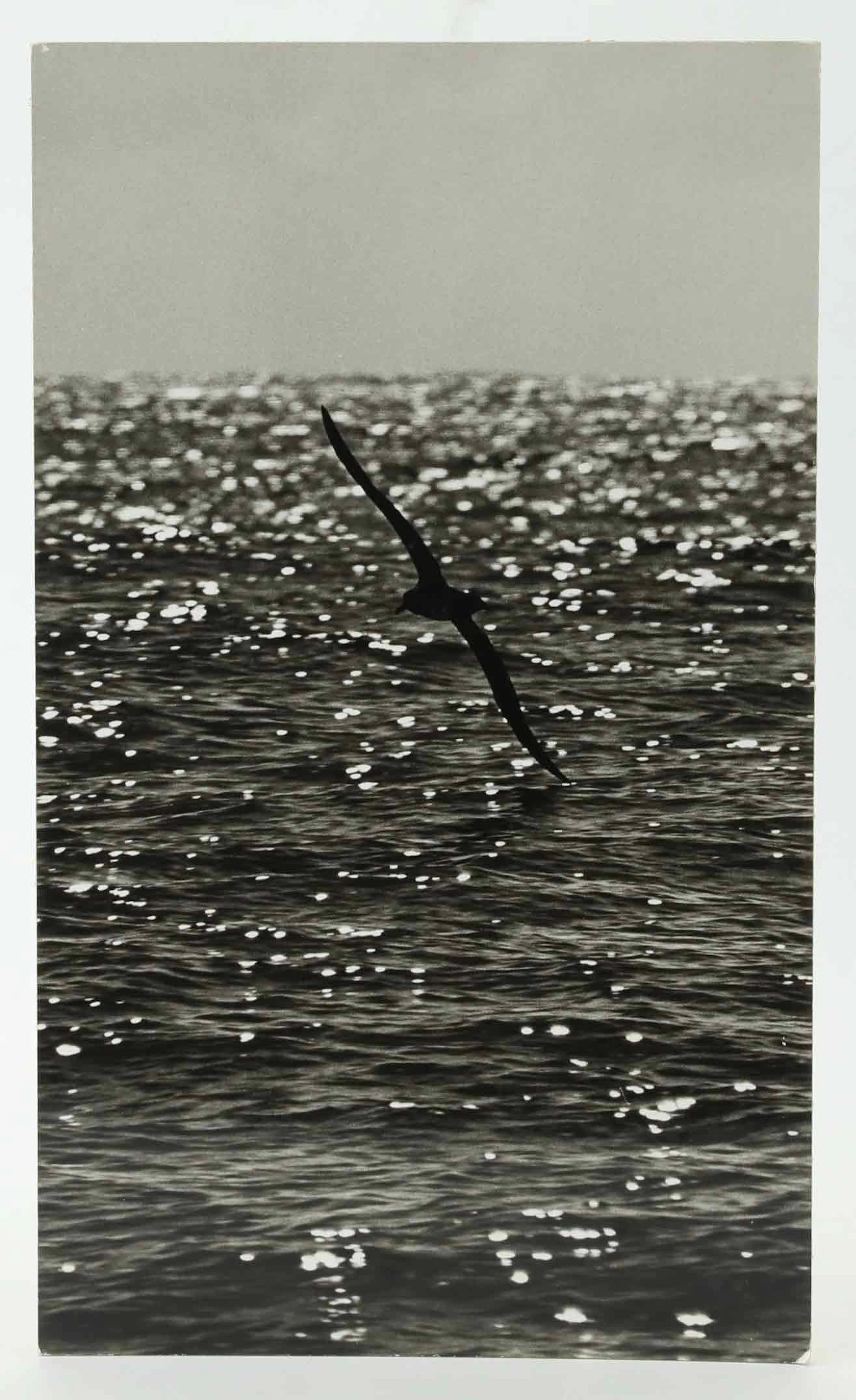SVEN GILLSÄTER (1921-2001). Fotografi, Fågel som svävar över havet