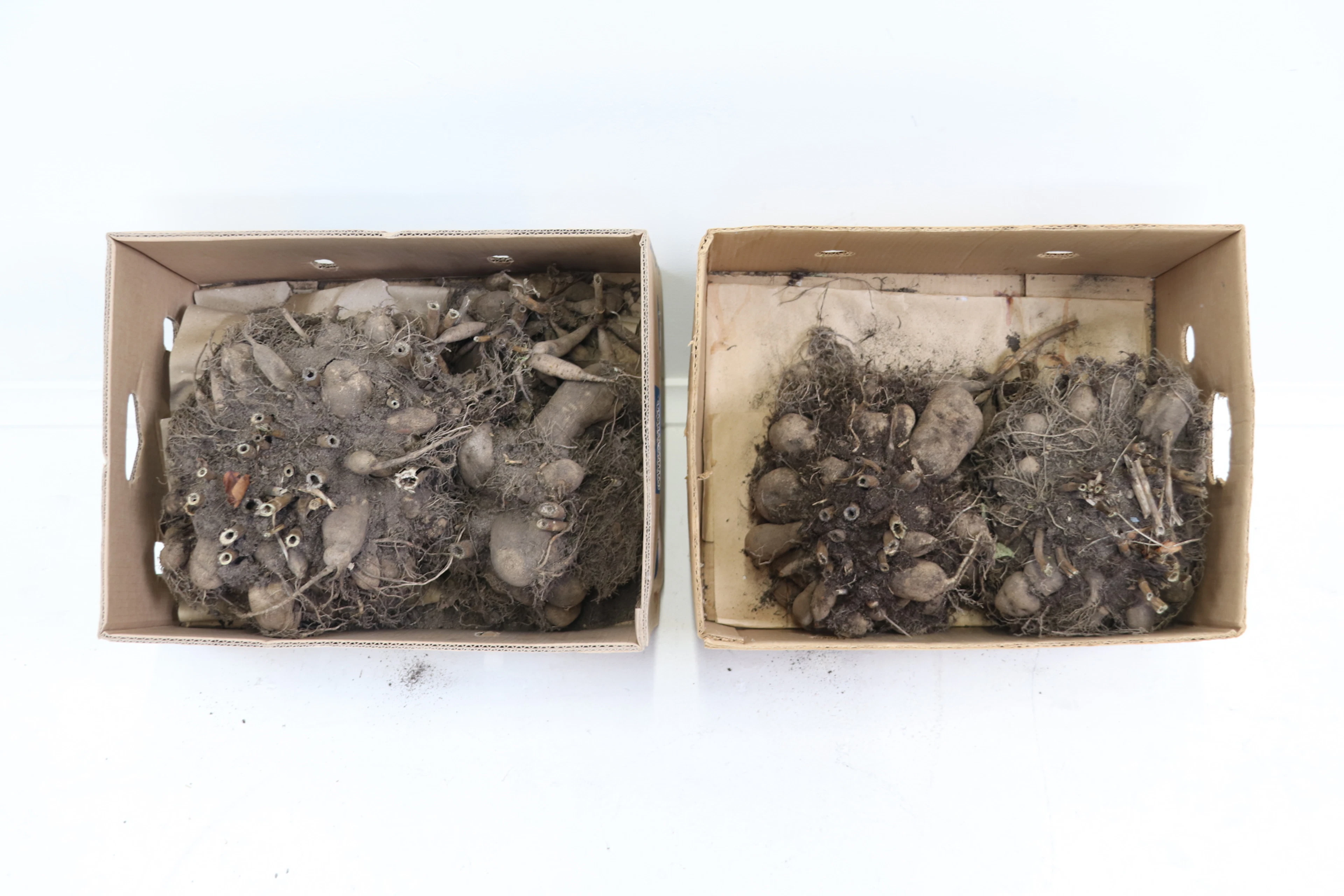Dalias, 2 cajas, rojas.