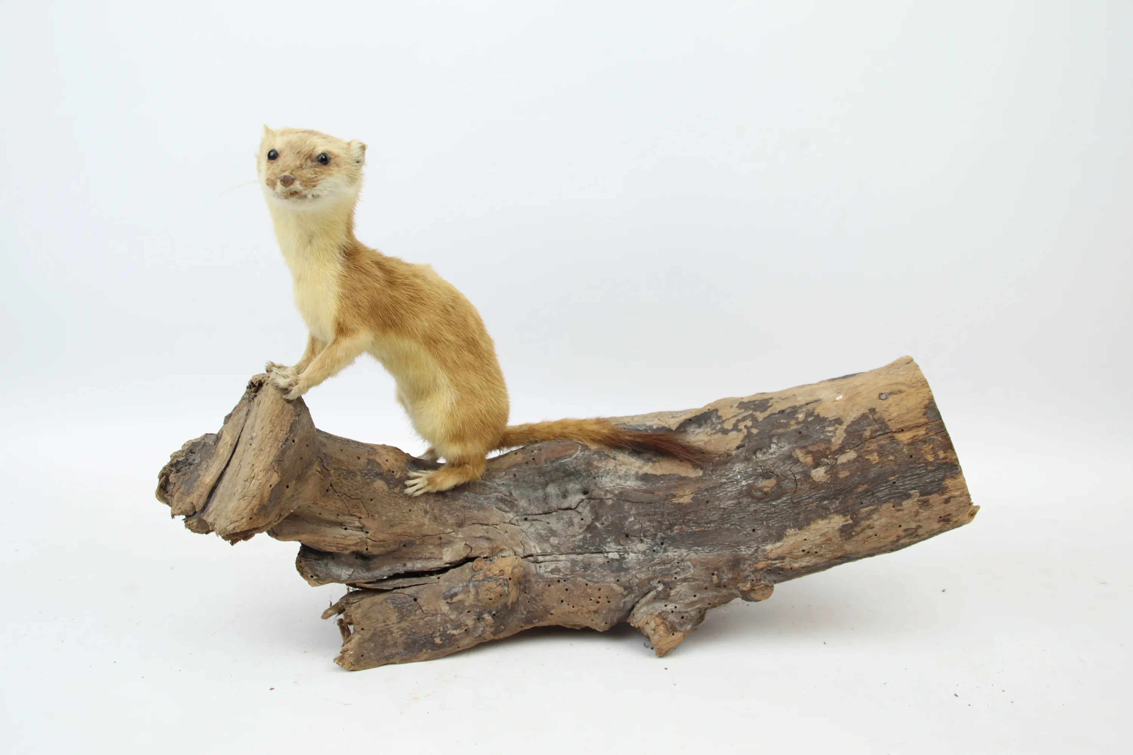 Taxidermy, ermine on tree branch, mounted.