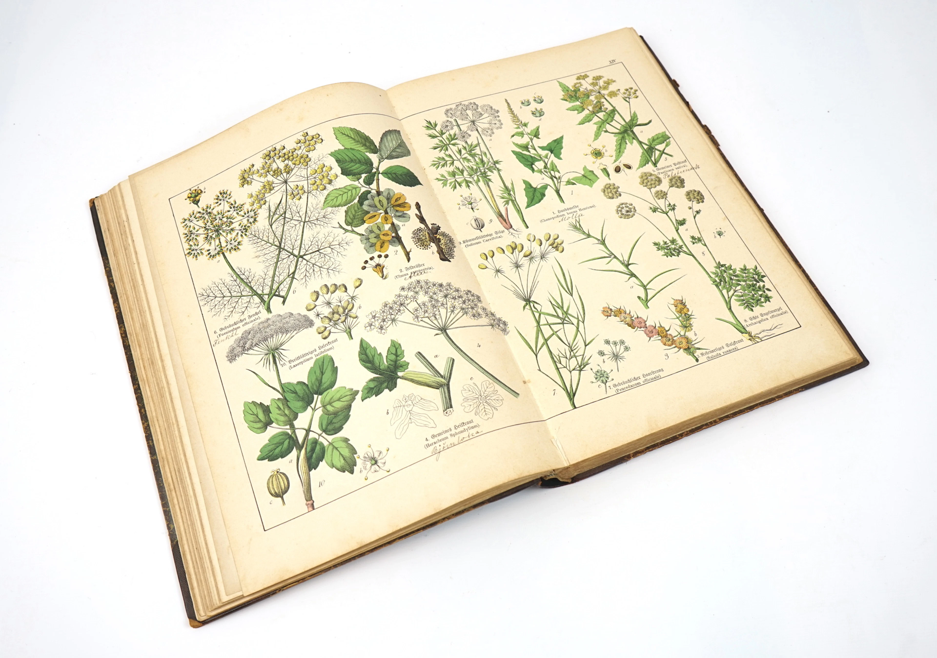 Buch, Naturgeschichte des Pflantzenreichs, Verlag J.F. Schreiber, 1887.