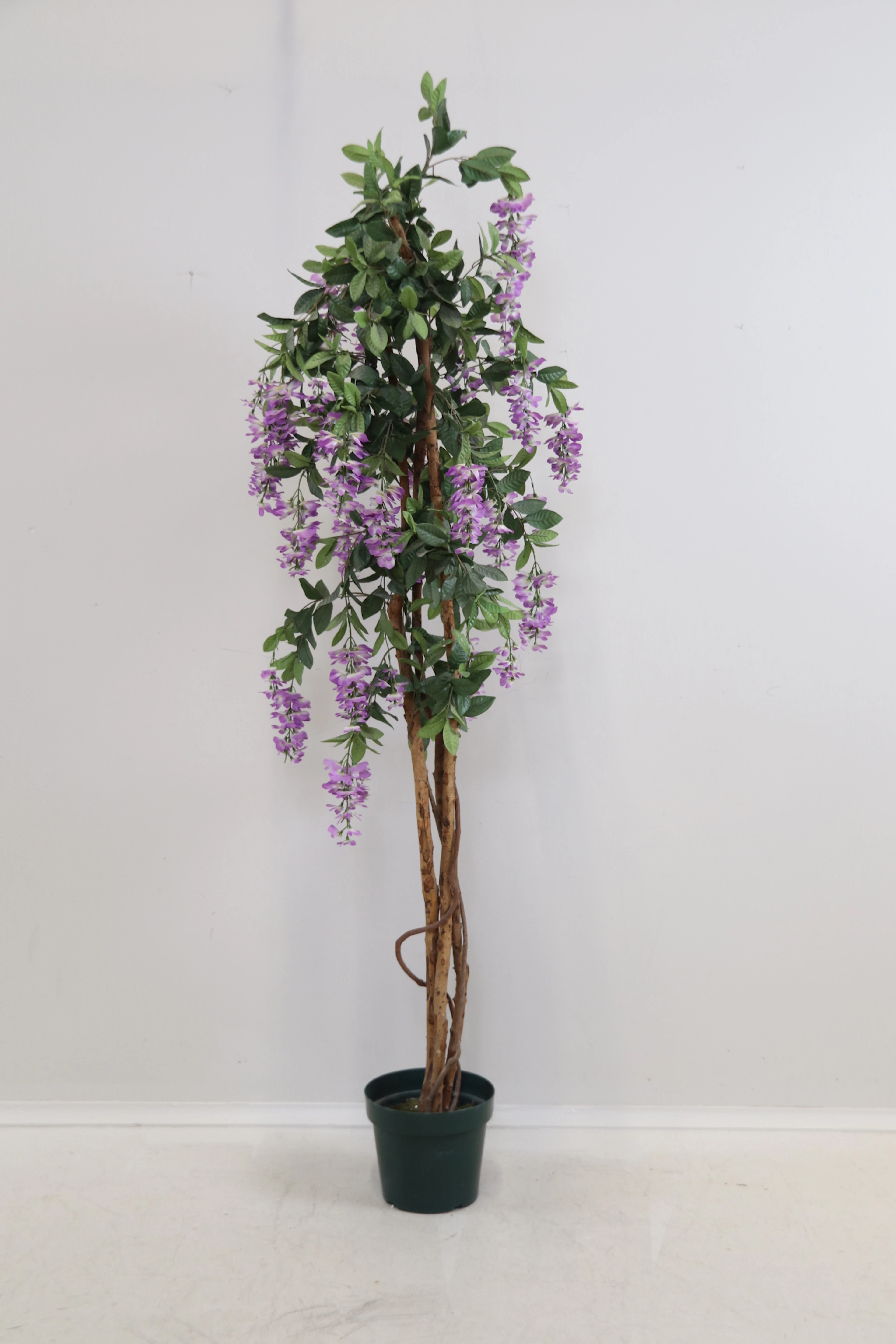 Glycine, plante artificielle, plastique/bois.