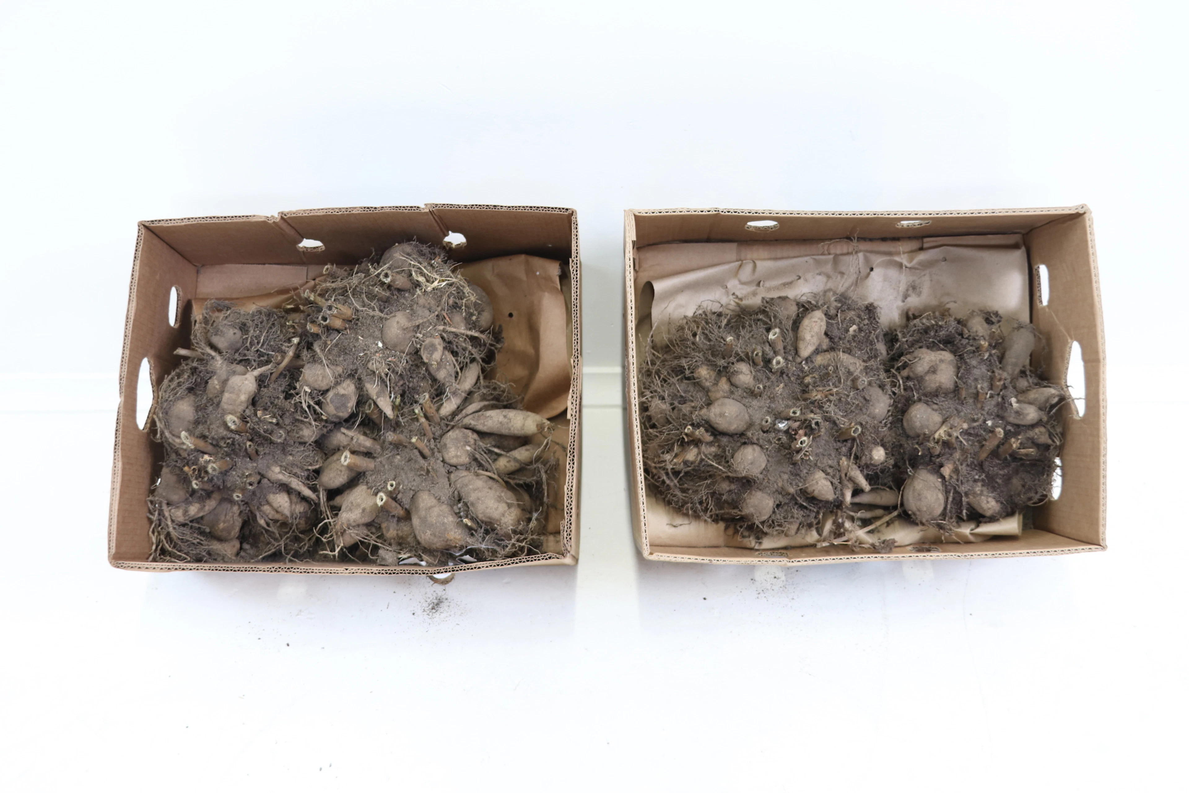 Dalias, 2 cajas, rojas.