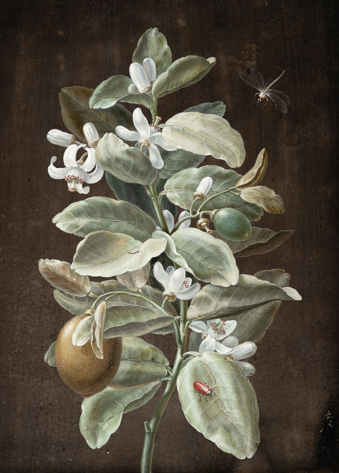Lemon blossom with a dragonfly and a lily beetle Barbara Regina Dietzsch