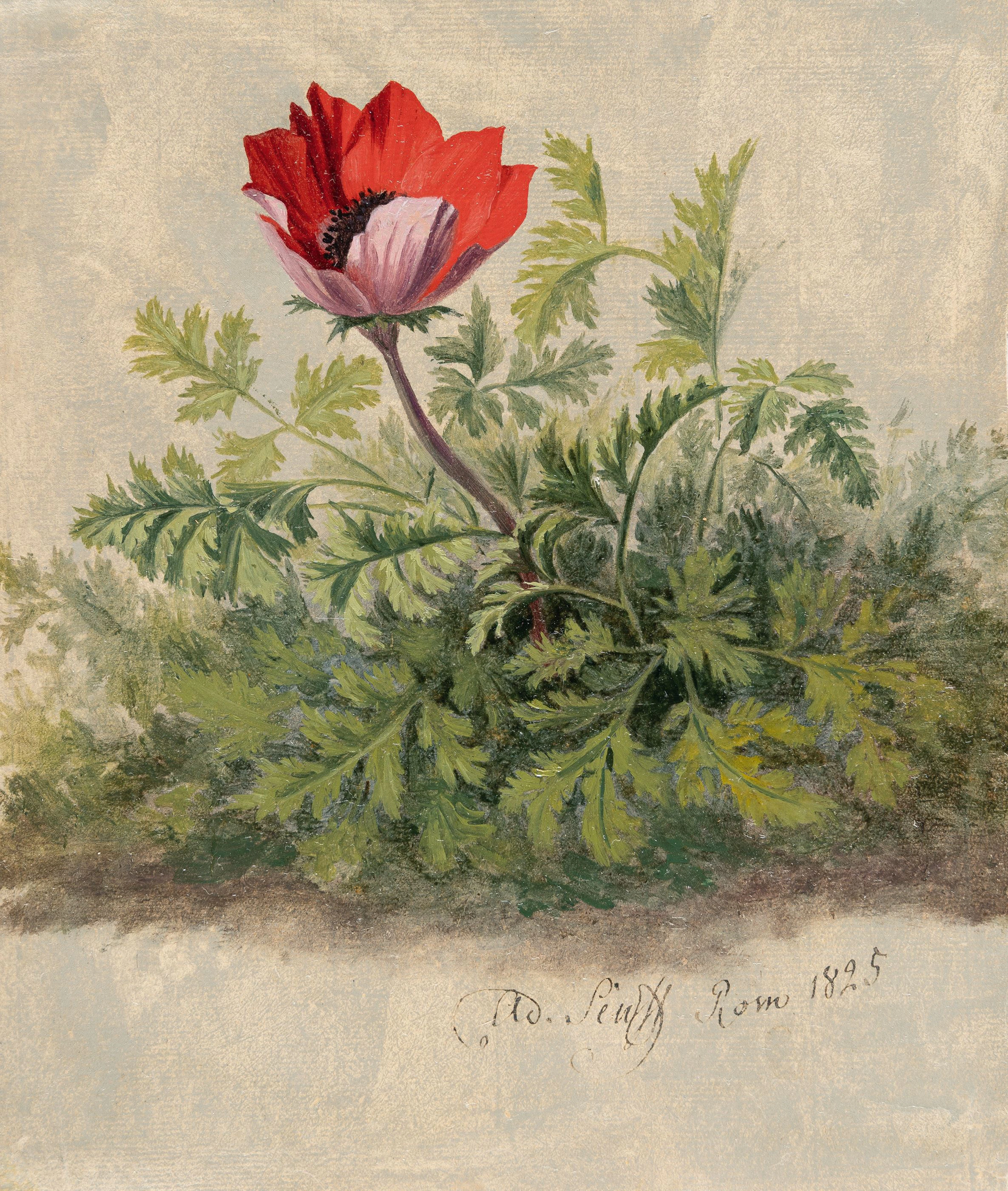 Red Anemone Adolf Carl Senff