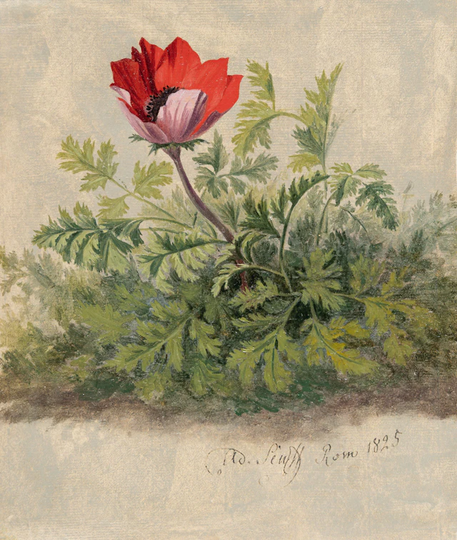 Red Anemone Adolf Carl Senff