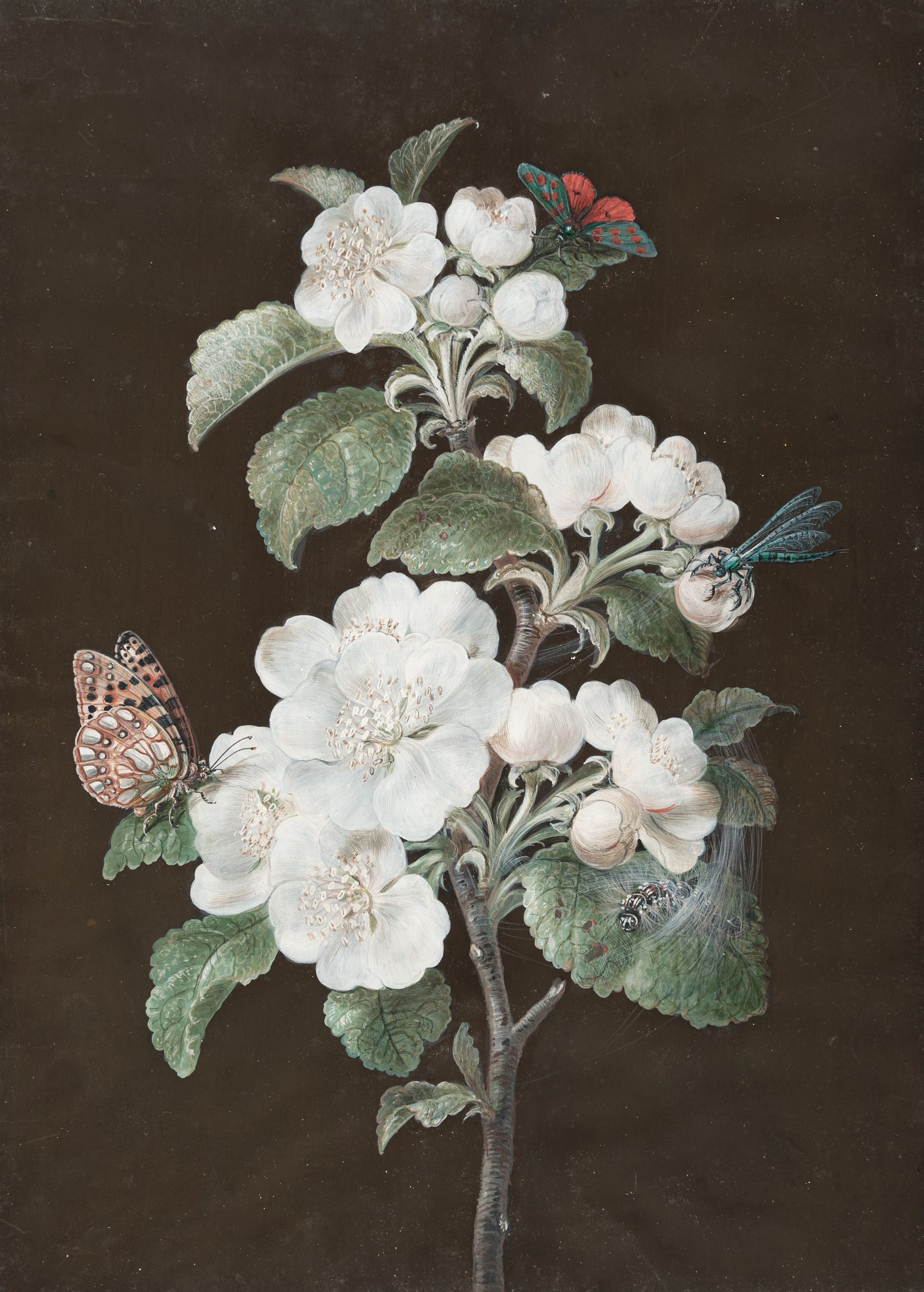 Apple blossom with a Zygaena, a pearl-spotted fritillary, a dragonfly