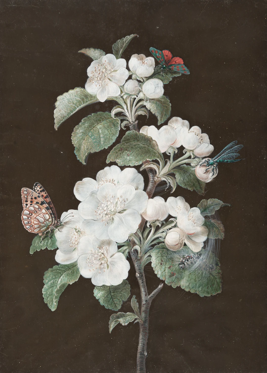 Apple blossom with a Zygaena, a pearl-spotted fritillary, a dragonfly