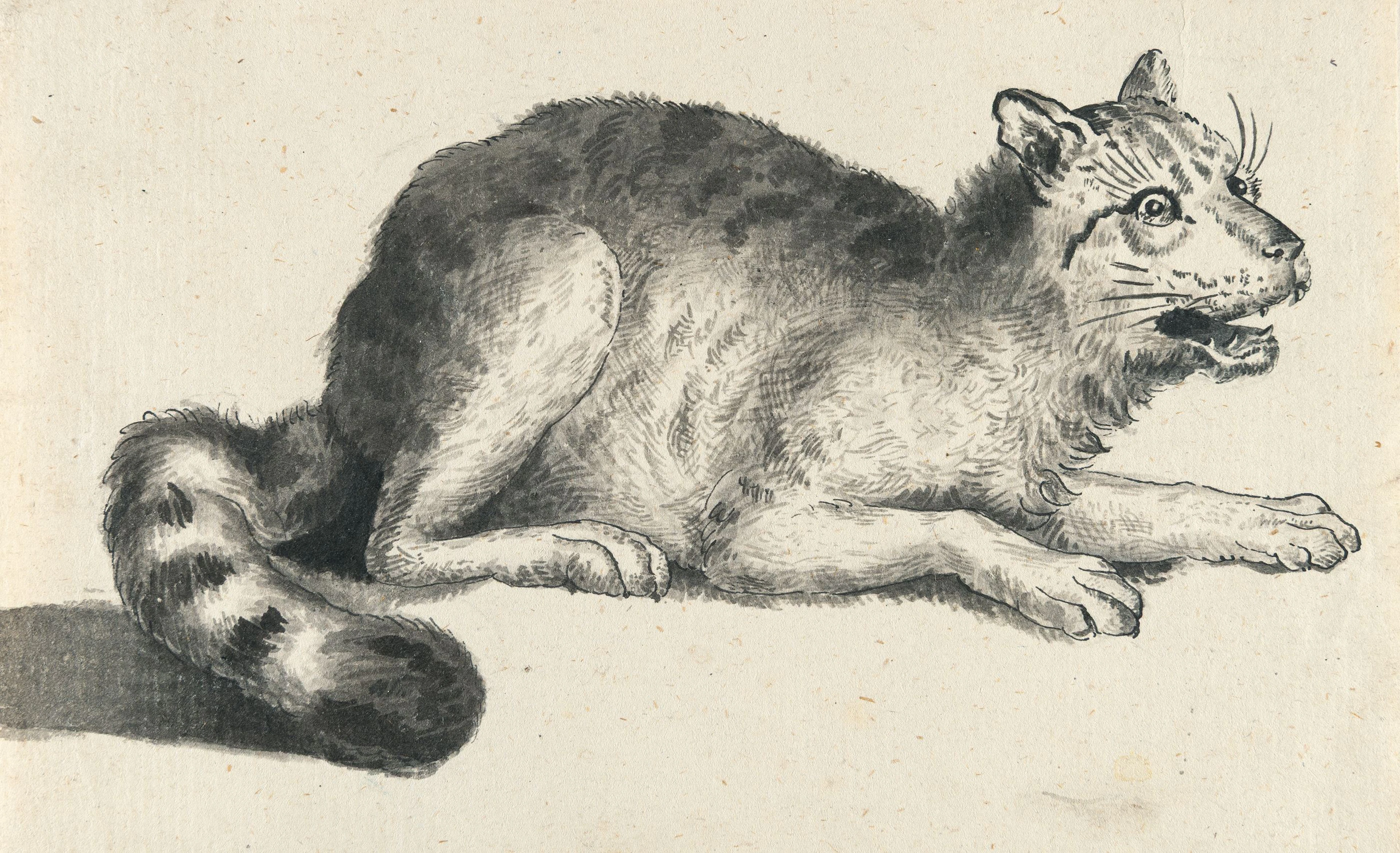 The Wild Cat Johann Heinrich Wilhelm Tischbein