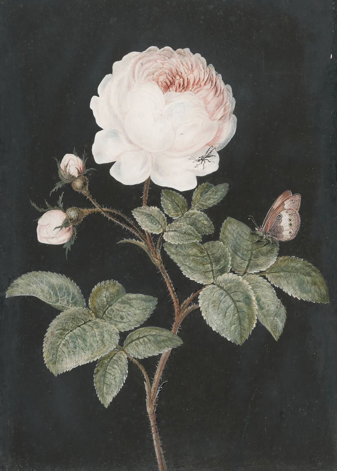 Rose with butterfly Barbara Regina Dietzsch