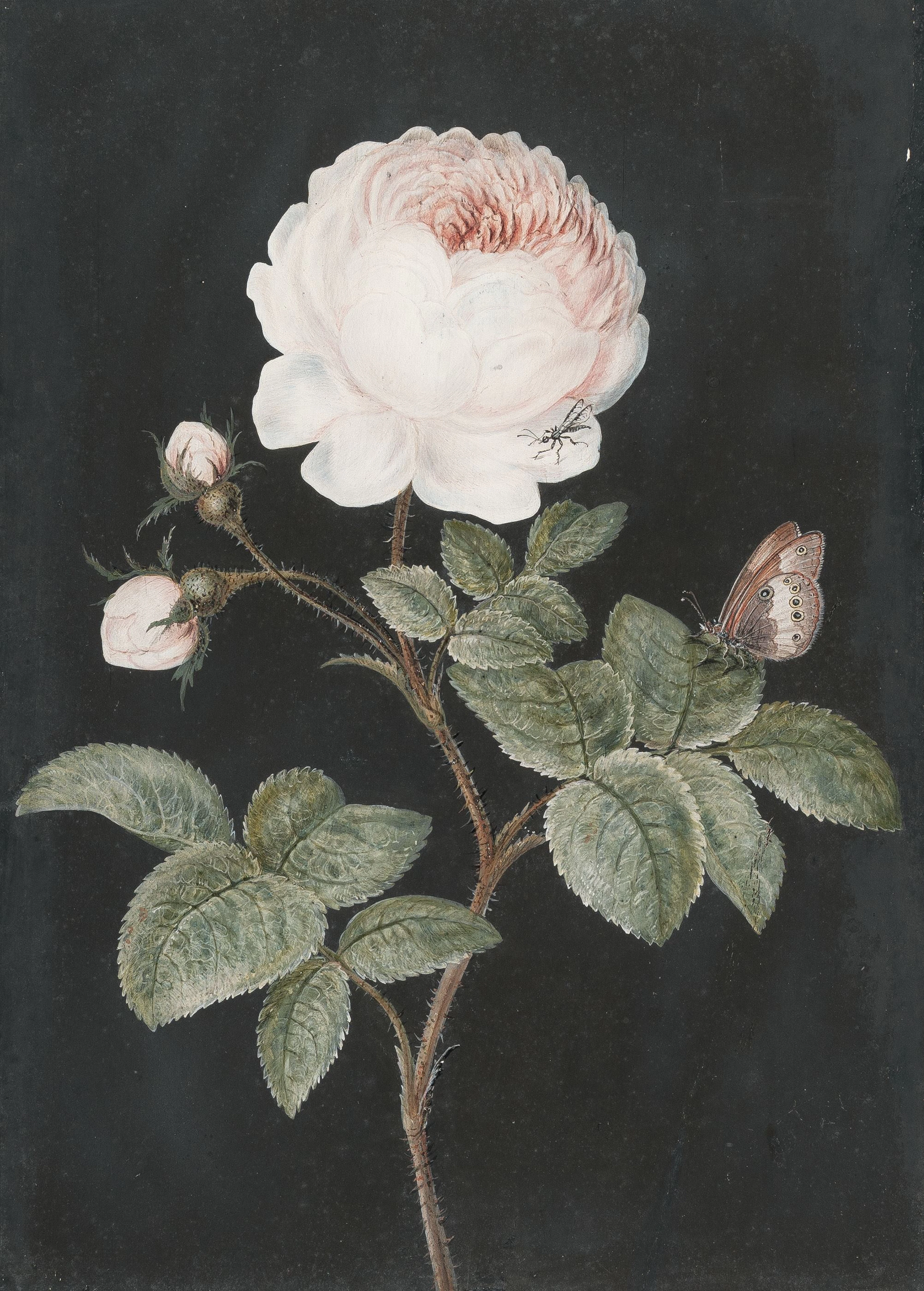 Rose with butterfly Barbara Regina Dietzsch