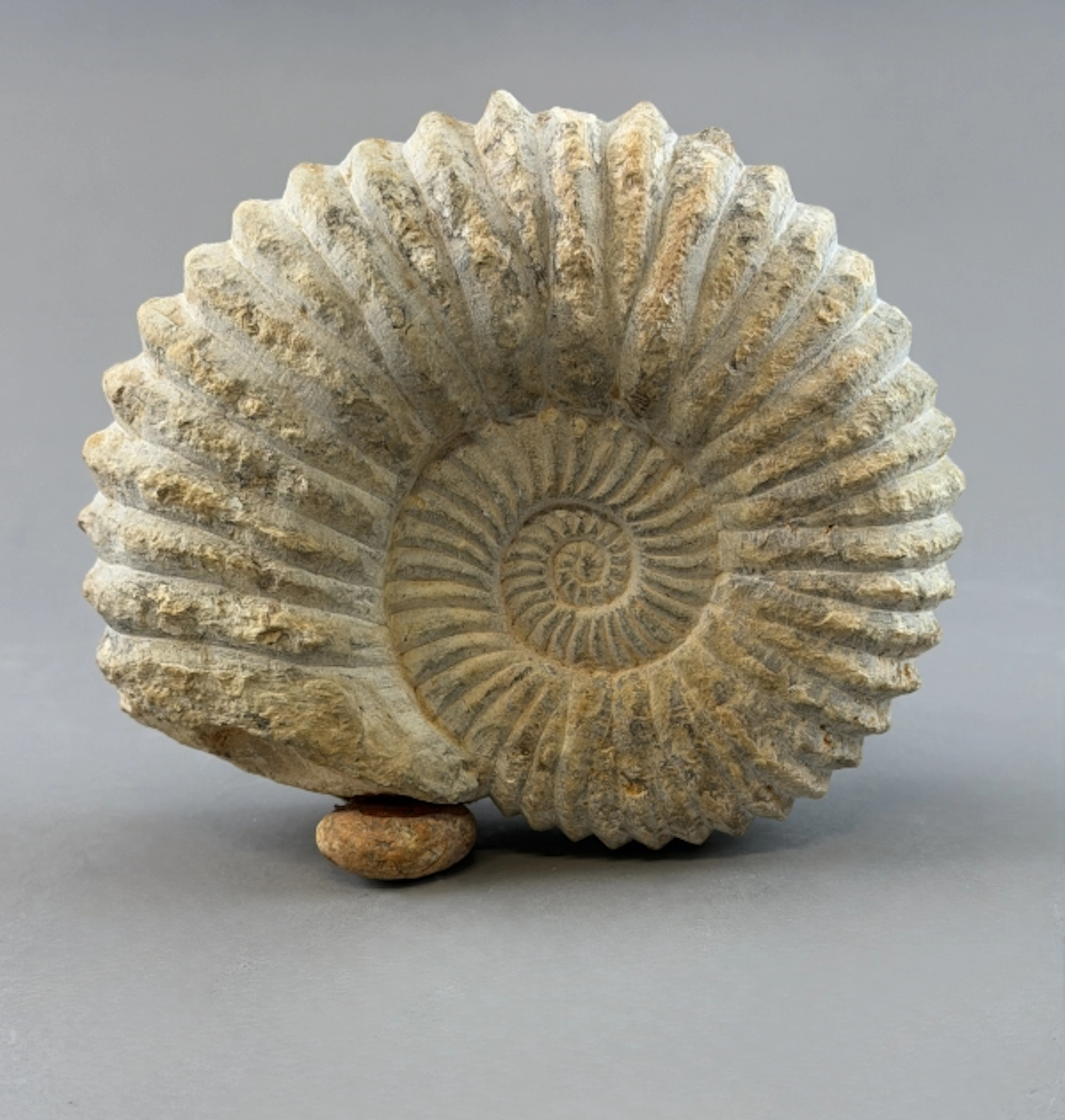FOSSIL, Ammonit, Jura/Krita perioden, 100-150 miljoner år.