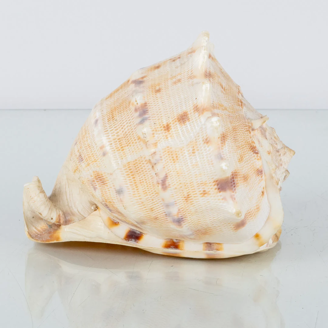 SHELL, probablemente la segunda mitad del siglo XX