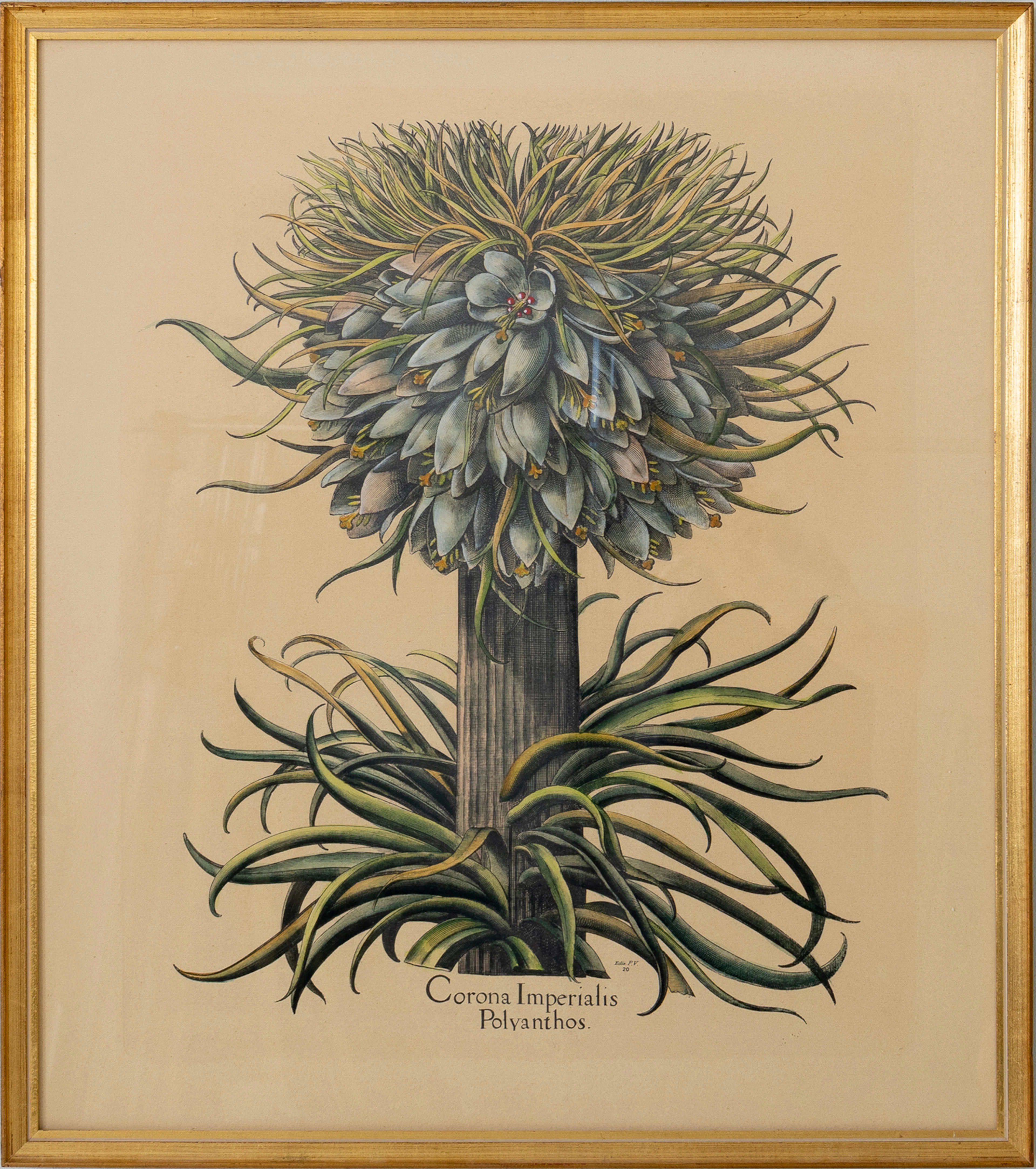 PINTURA BOTÁNICA, LITOGRAFÍA EN COLOR, SIGLO XX