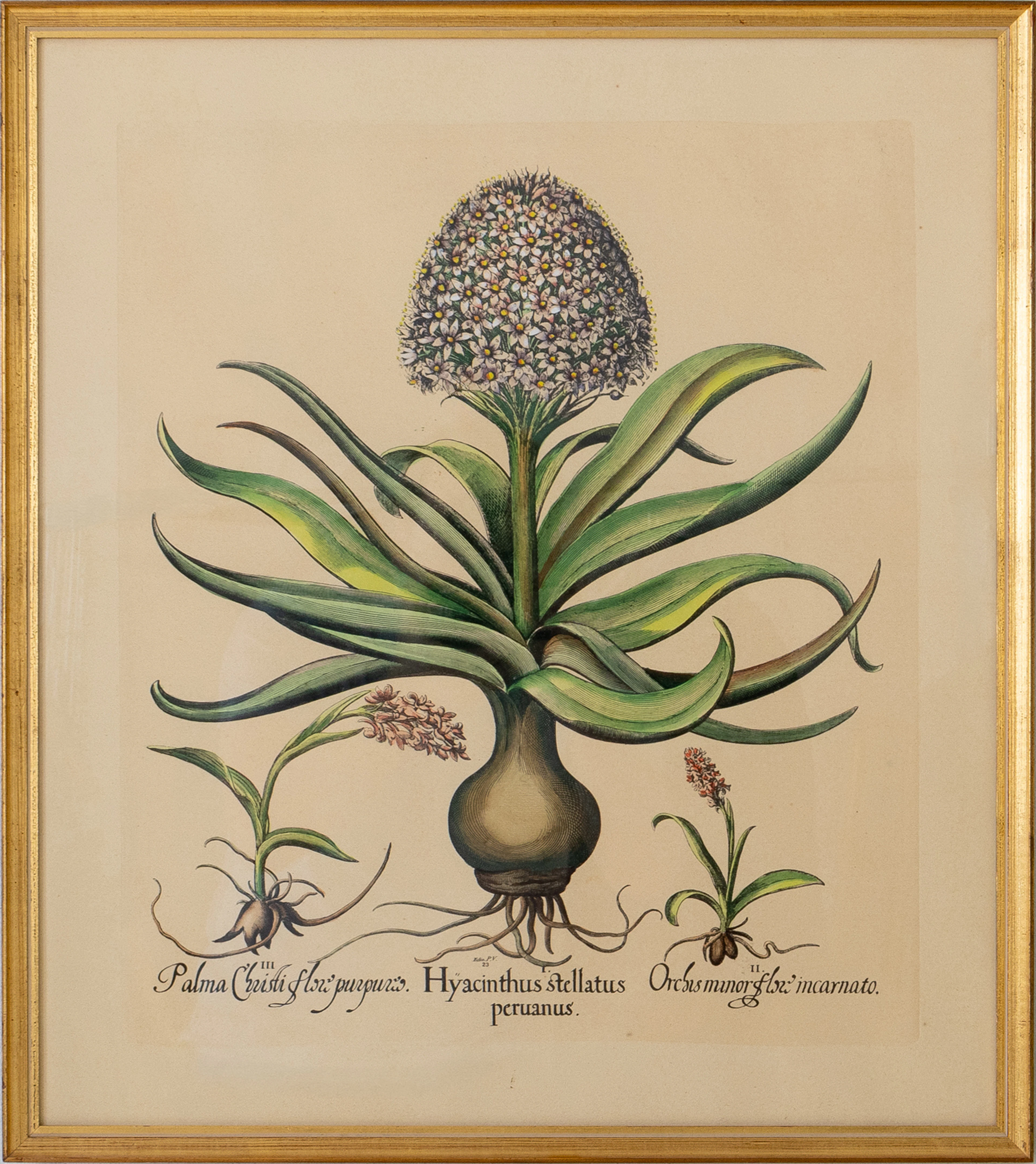 PINTURA BOTÁNICA, LITOGRAFÍA EN COLOR, SIGLO XX